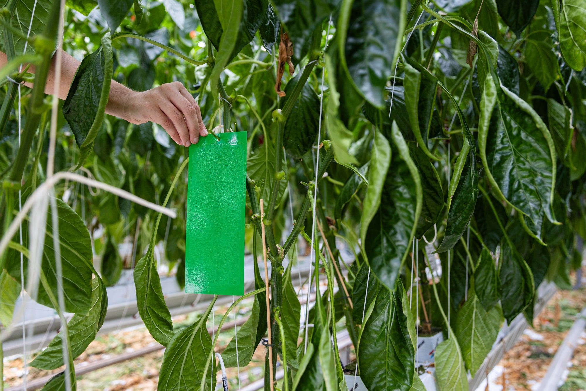 Green Sticky Insect Traps 10x25cm (Pack of 10)