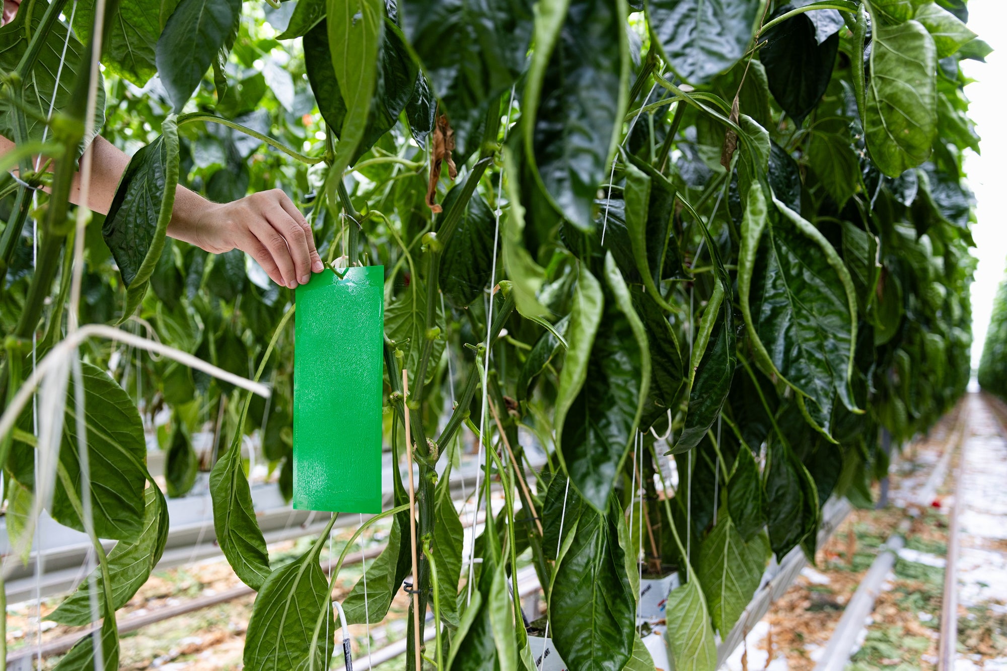 Green Sticky Insect Traps 10x25cm (Pack of 10)