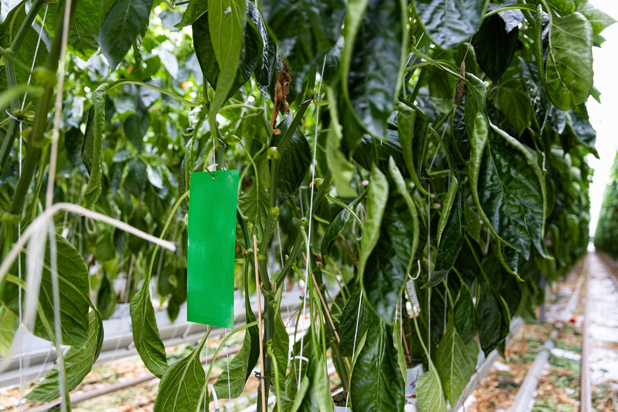 Green Sticky Insect Traps 10x25cm (Pack of 10)