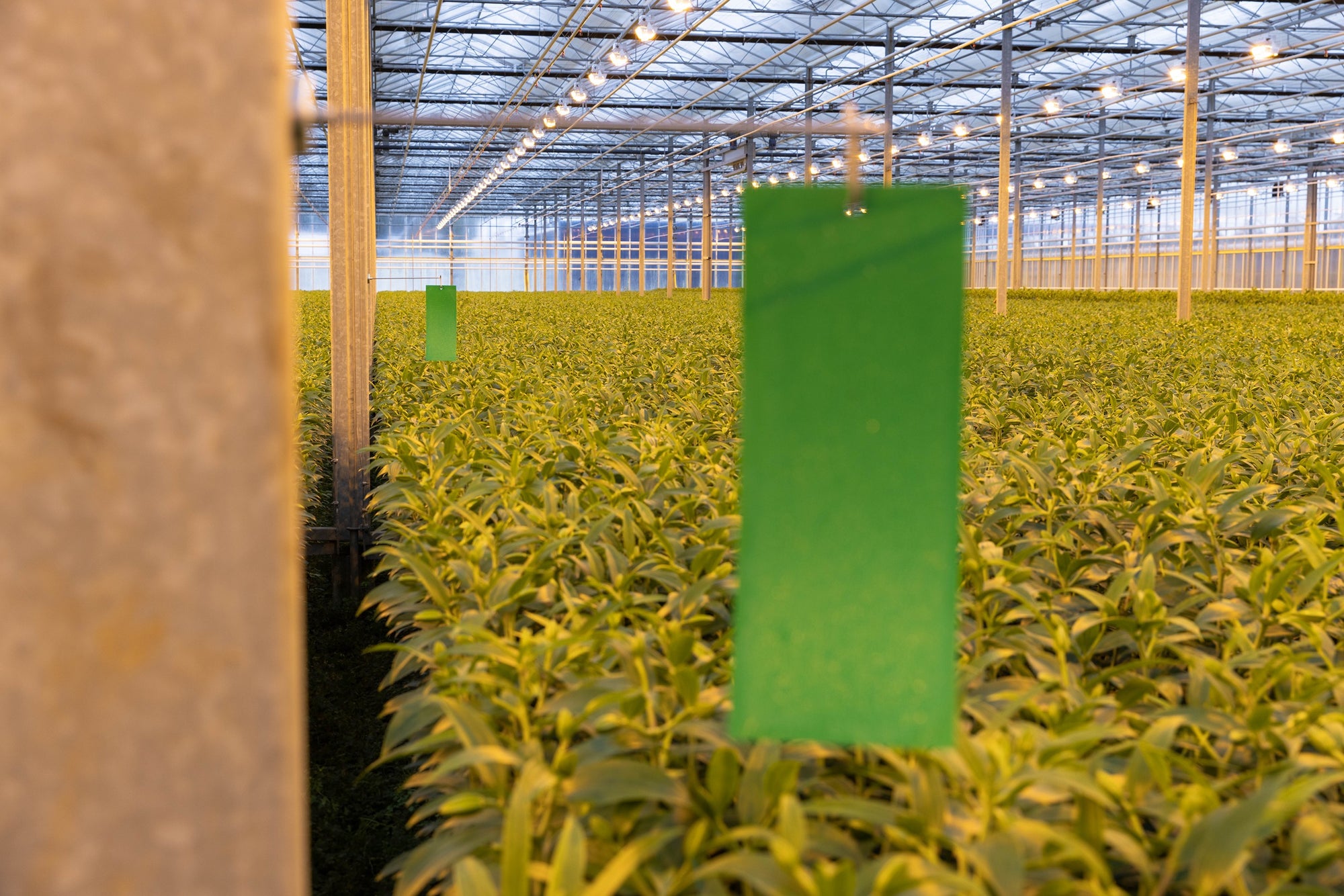 Green Sticky Insect Traps 10x25cm (Pack of 10)