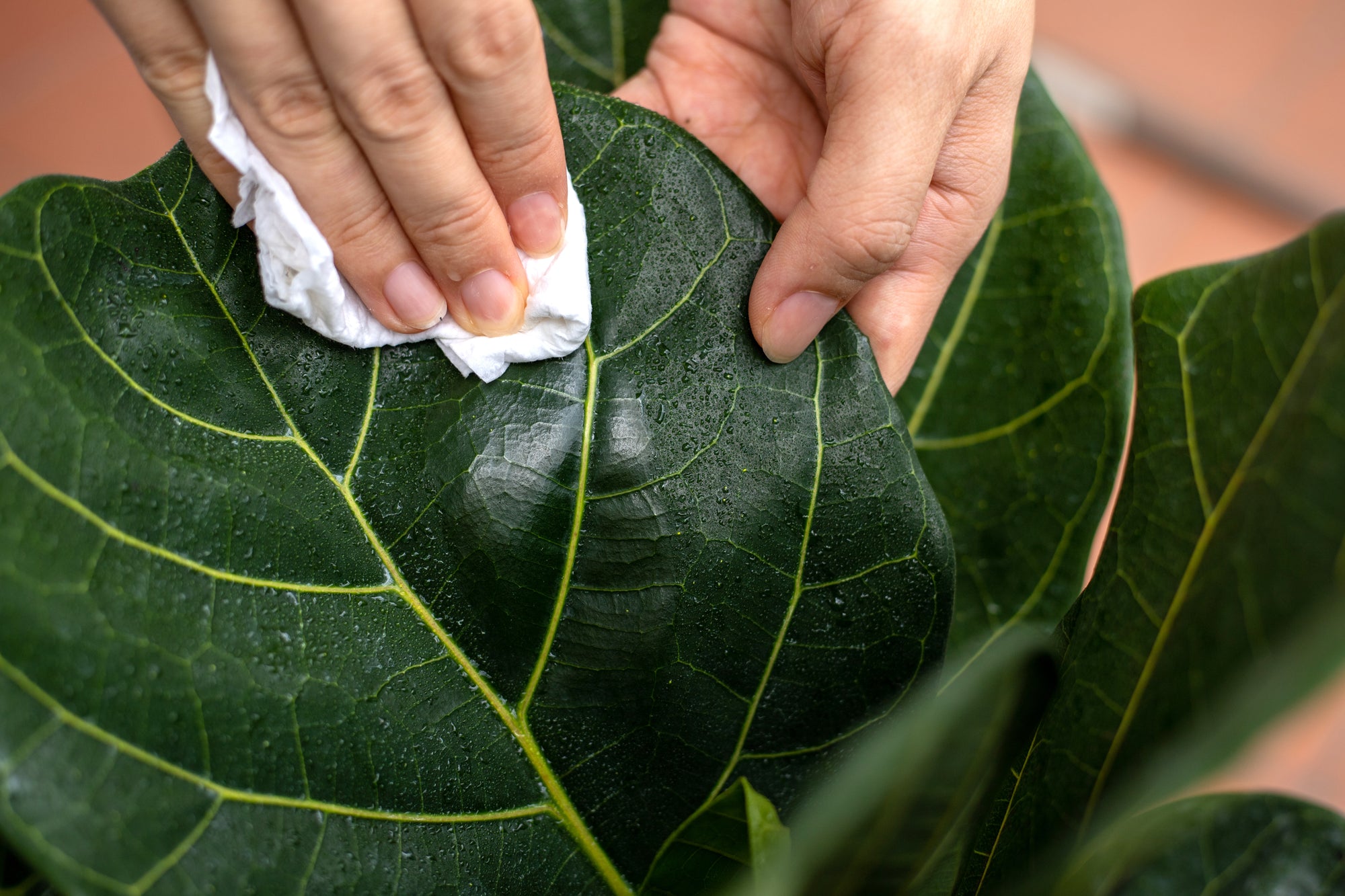 House Plant Care Bundle: Fungus Fly Nematodes, Sticky Traps, House Plant Boost, Plant Soap & A Free House Plant Mister