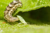 Hoverfly Larvae - Episyrphus balteatus