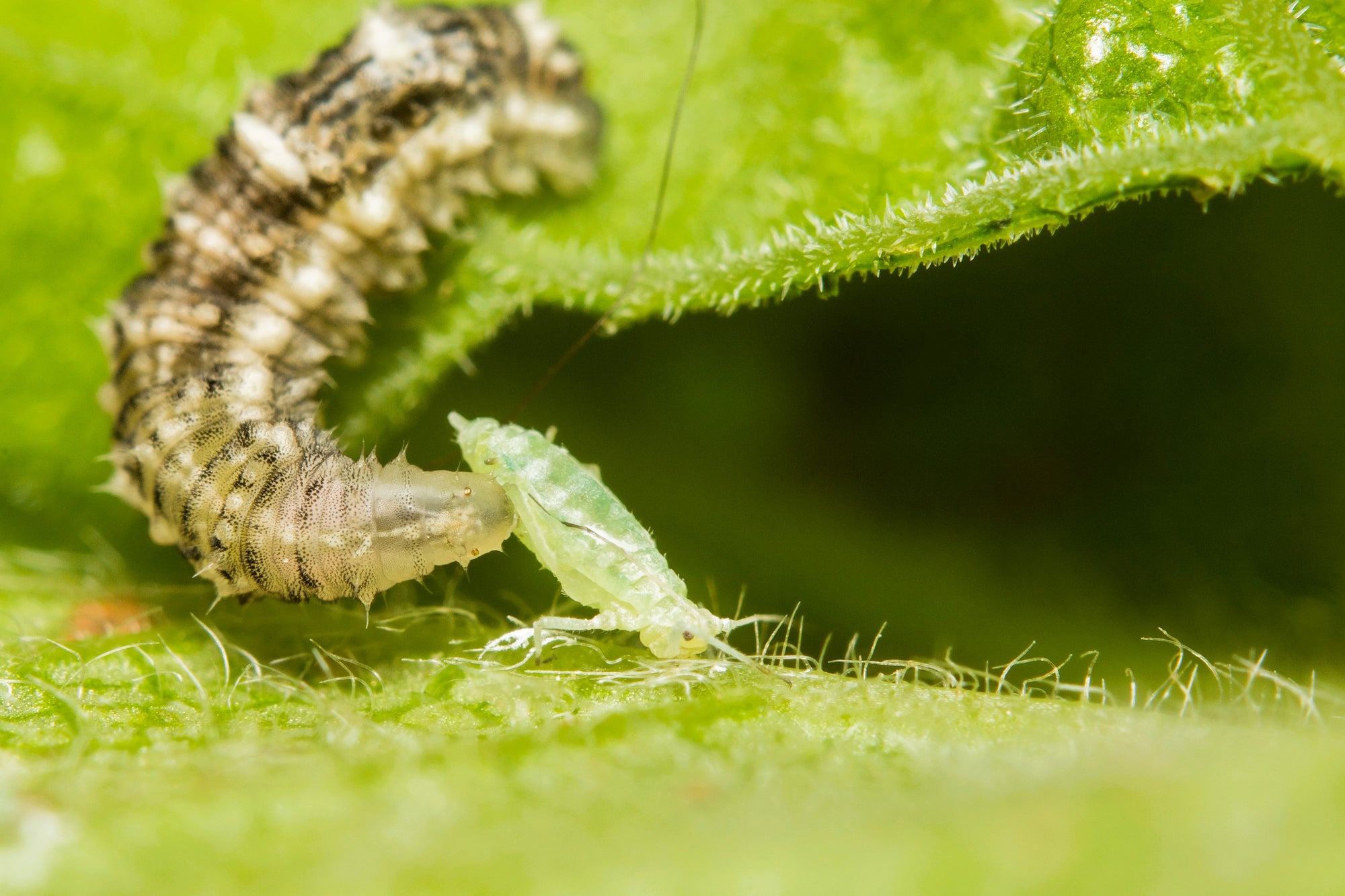 Hoverfly Larvae - Sphaerophoria rueppellii