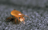 Hypoaspis miles - Loose Predators - Sciarid / Fungus Fly Curative System