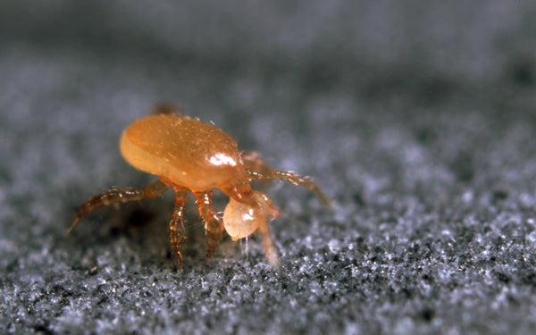 Hypoaspis miles - Loose Predators - Sciarid / Fungus Fly Curative Syst ...