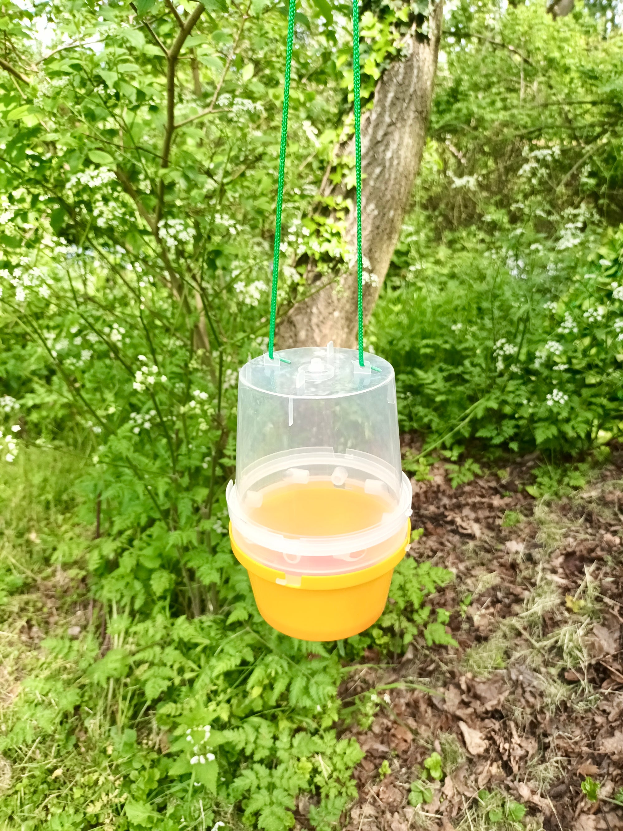Wasp Trap With Attractant