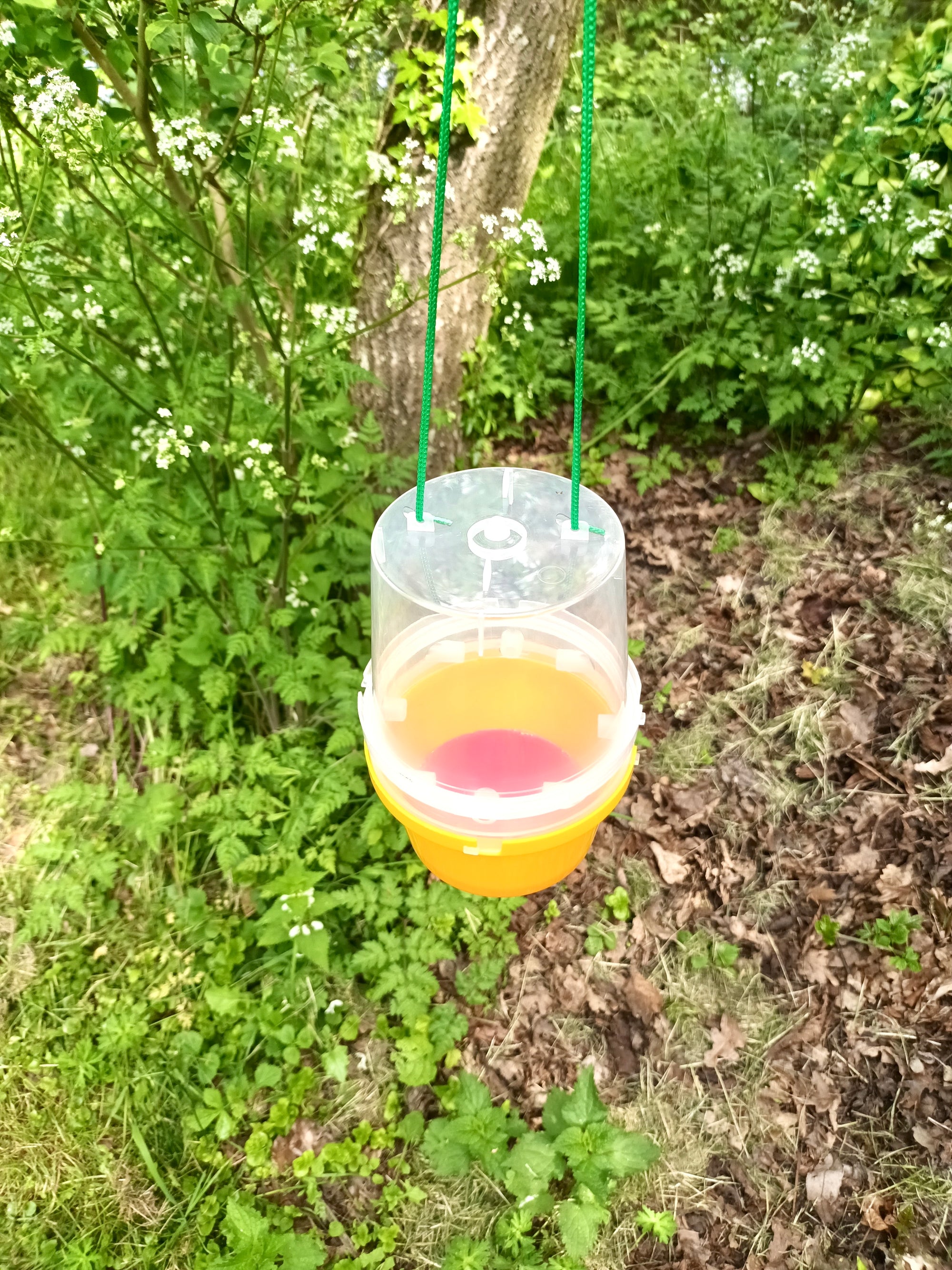 Wasp Attractant - For Use In Dragonfli Wasp Traps