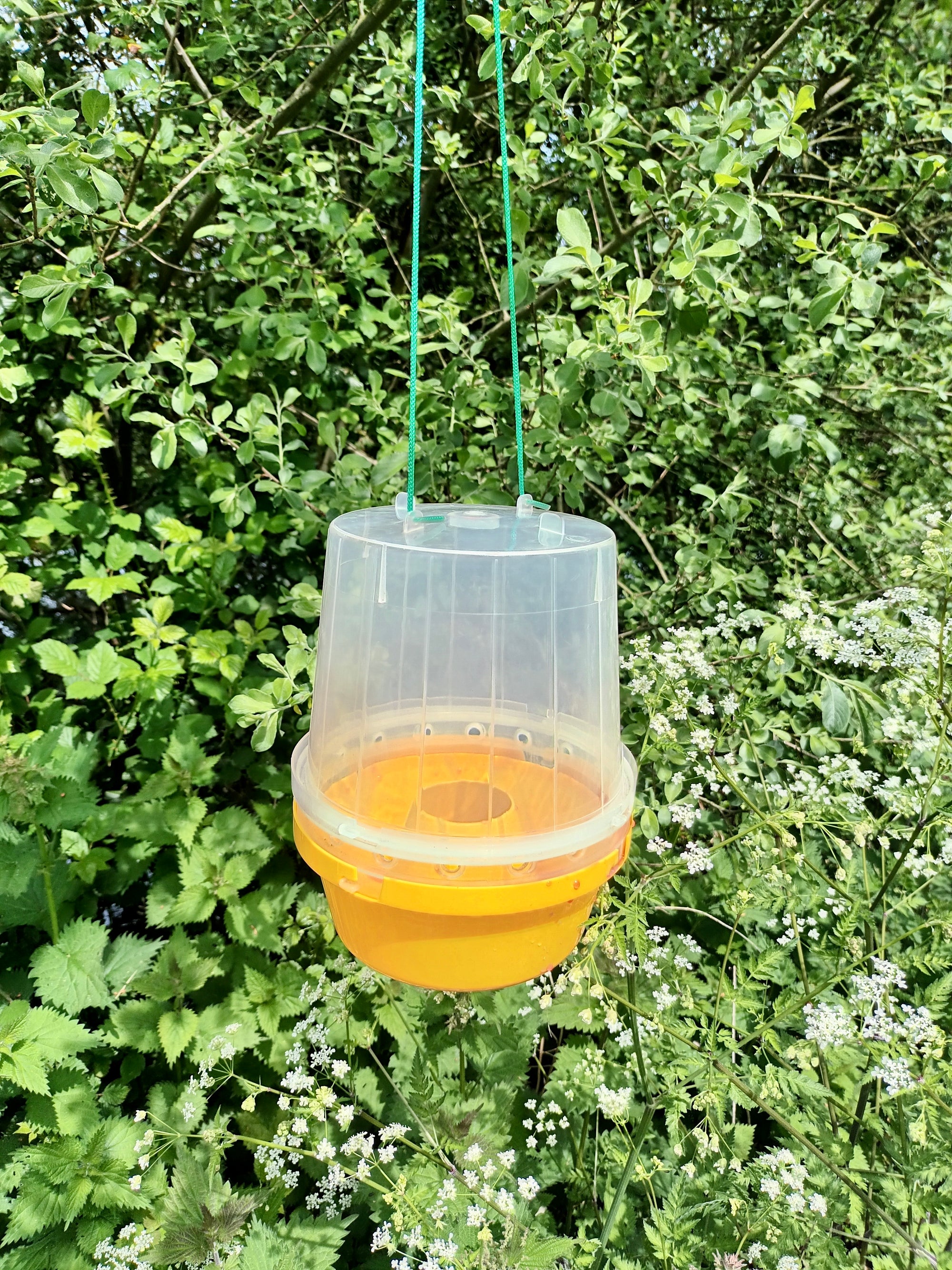 Wasp Trap With Attractant