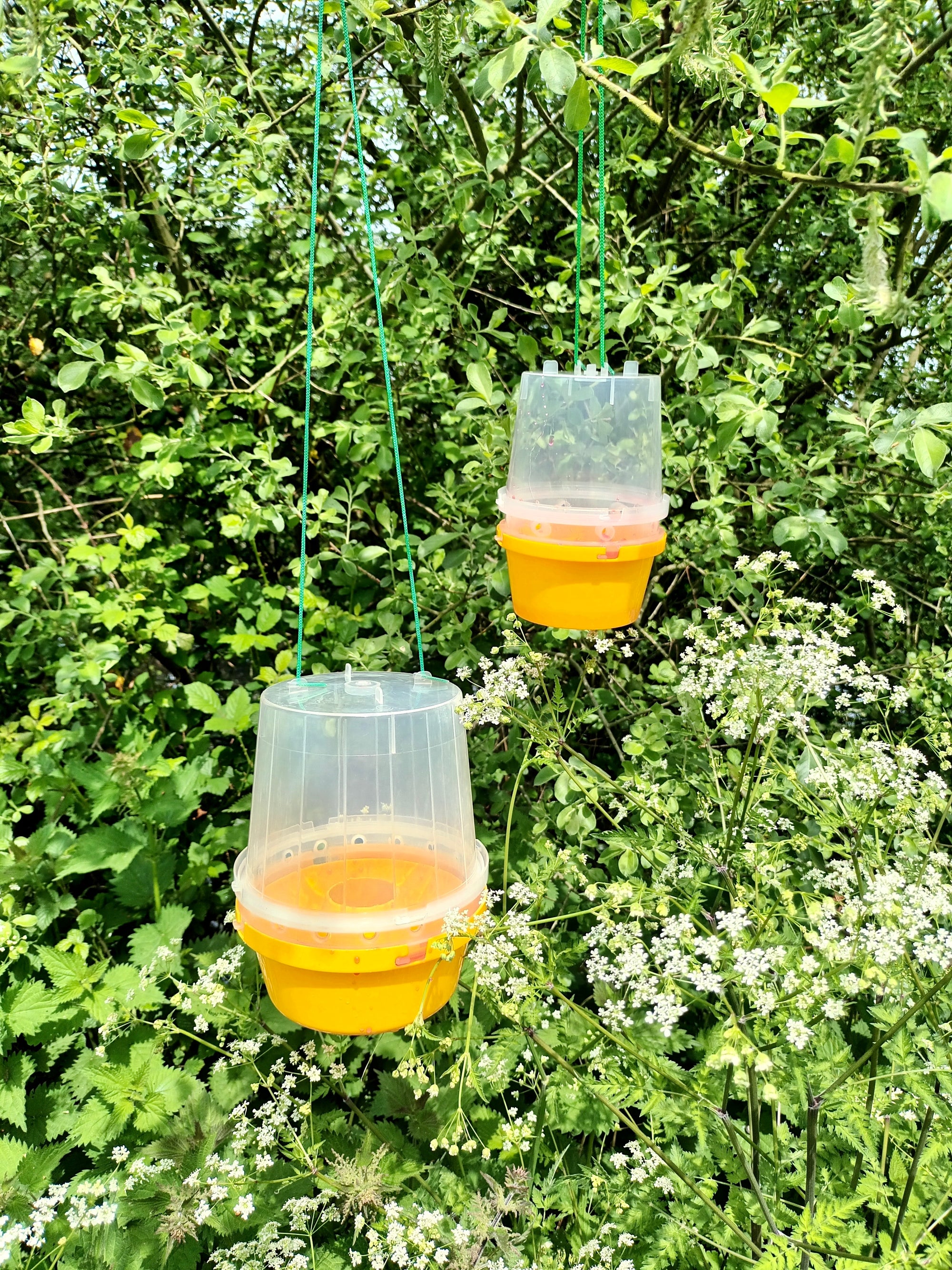 Wasp Trap With Attractant