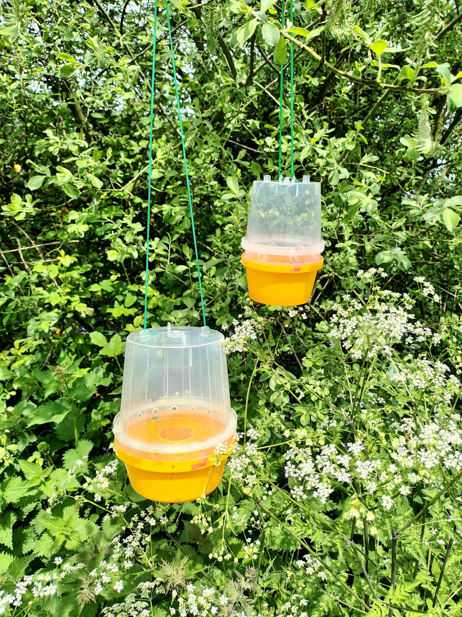 Wasp Trap With Attractant