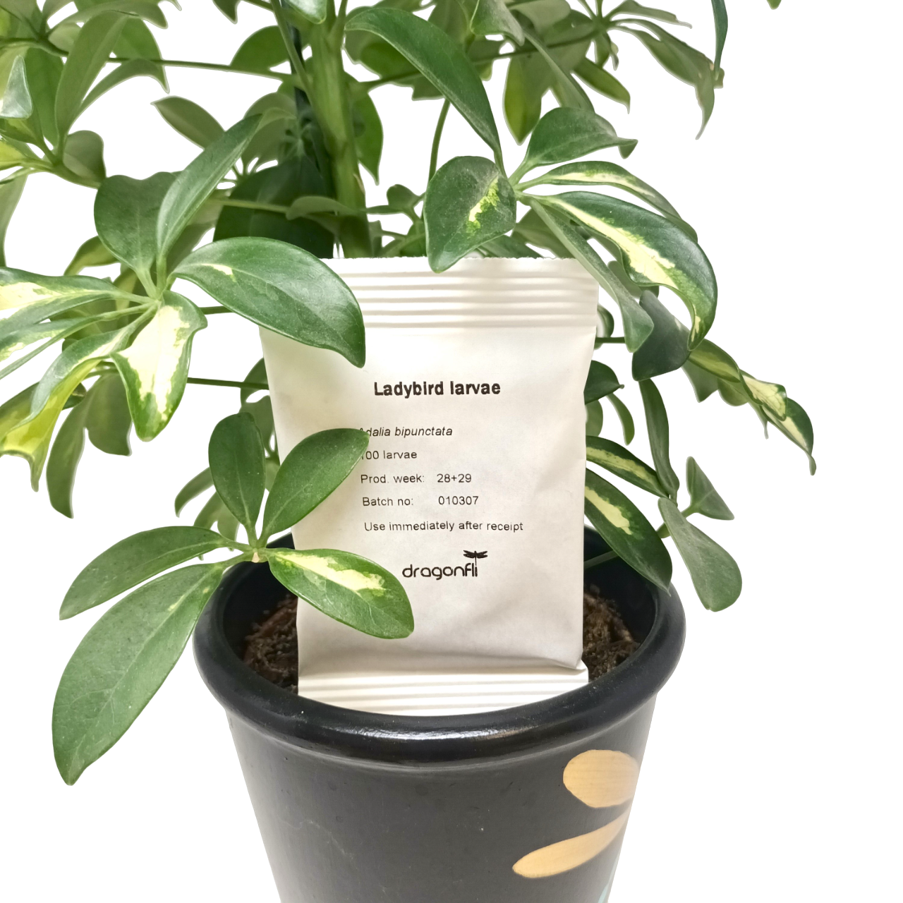 Ladybird larvae - Adalia bipunctata