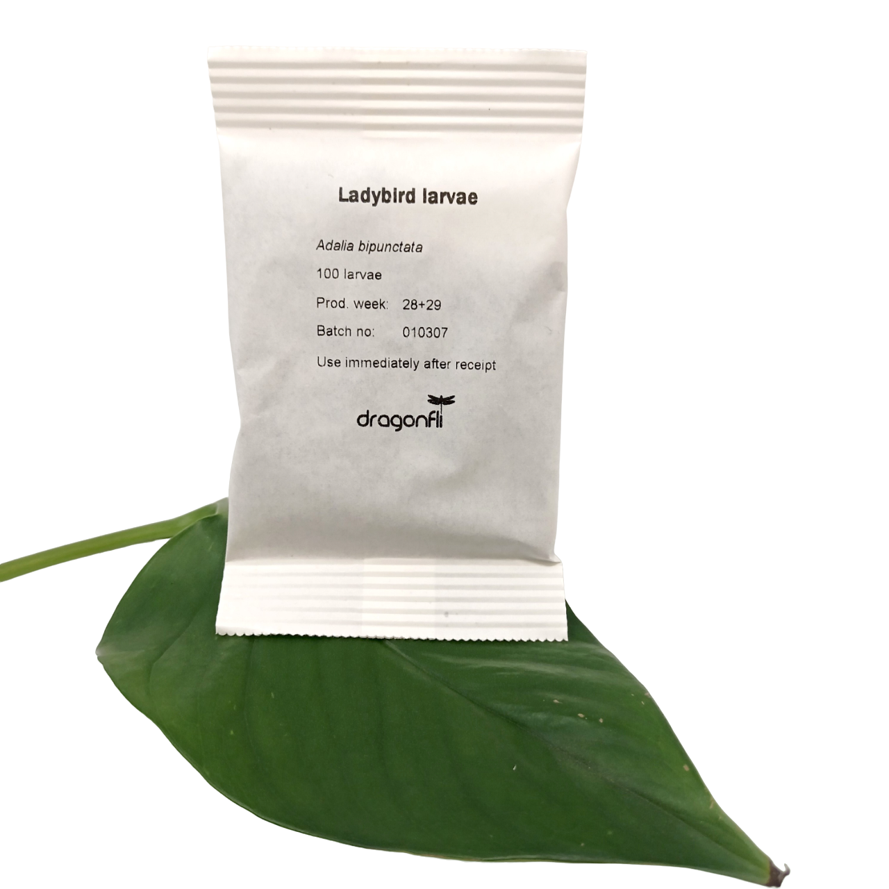 Ladybird larvae - Adalia bipunctata