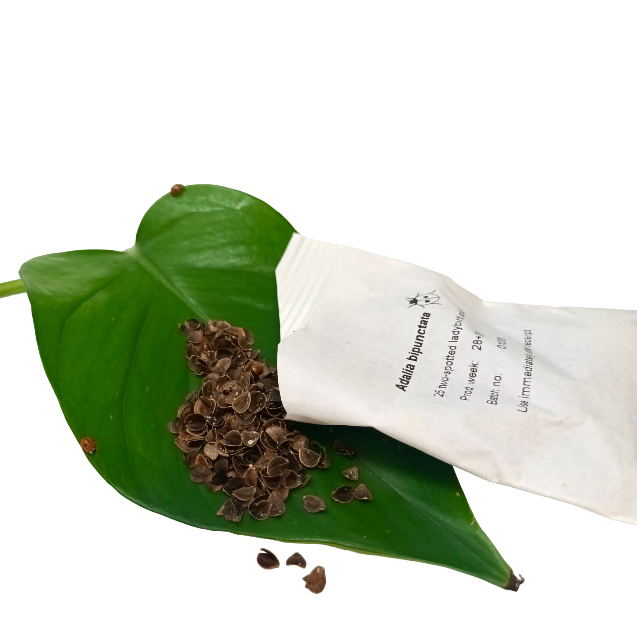 Ladybird Pupae - Adalia bipunctata