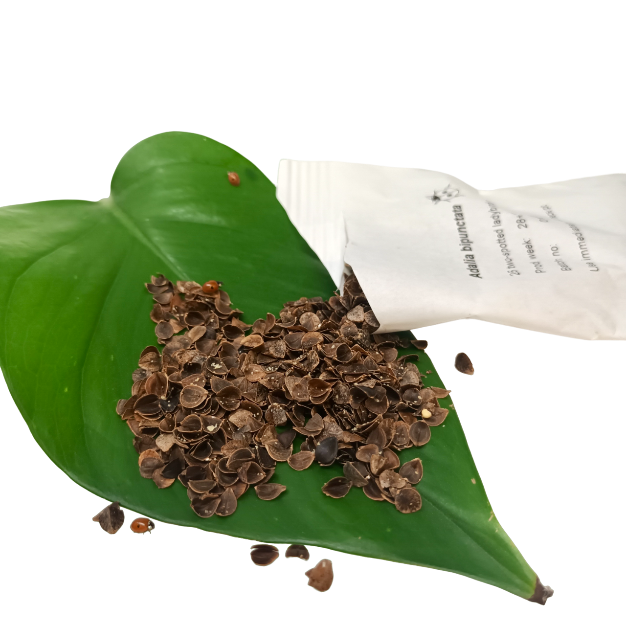 Ladybird Pupae - Adalia bipunctata