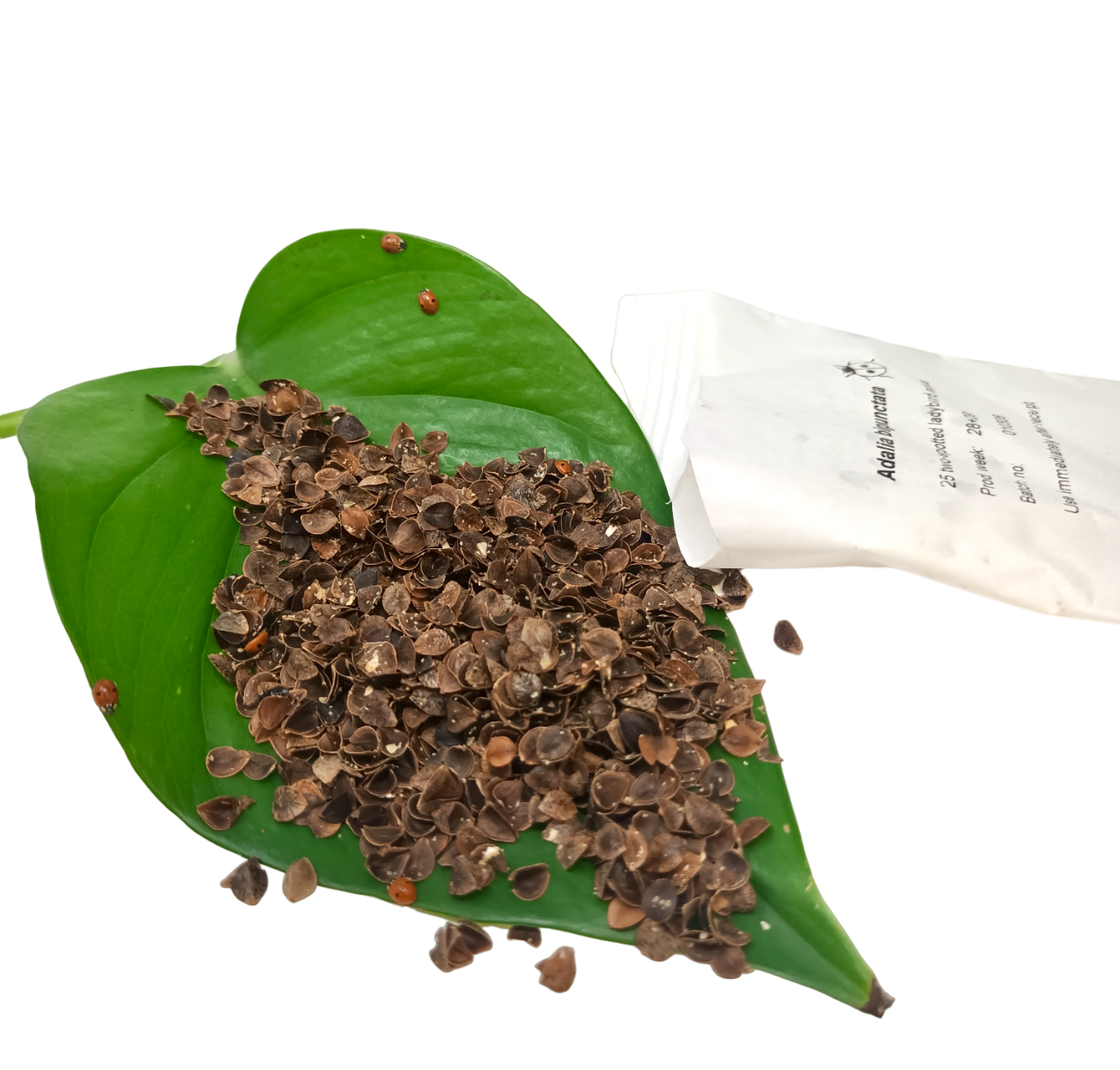 Ladybird Pupae - Adalia bipunctata