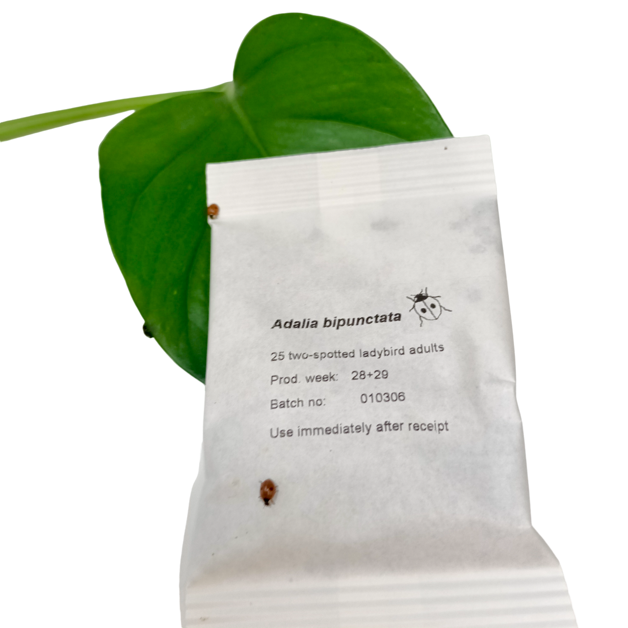 Ladybird Pupae - Adalia bipunctata