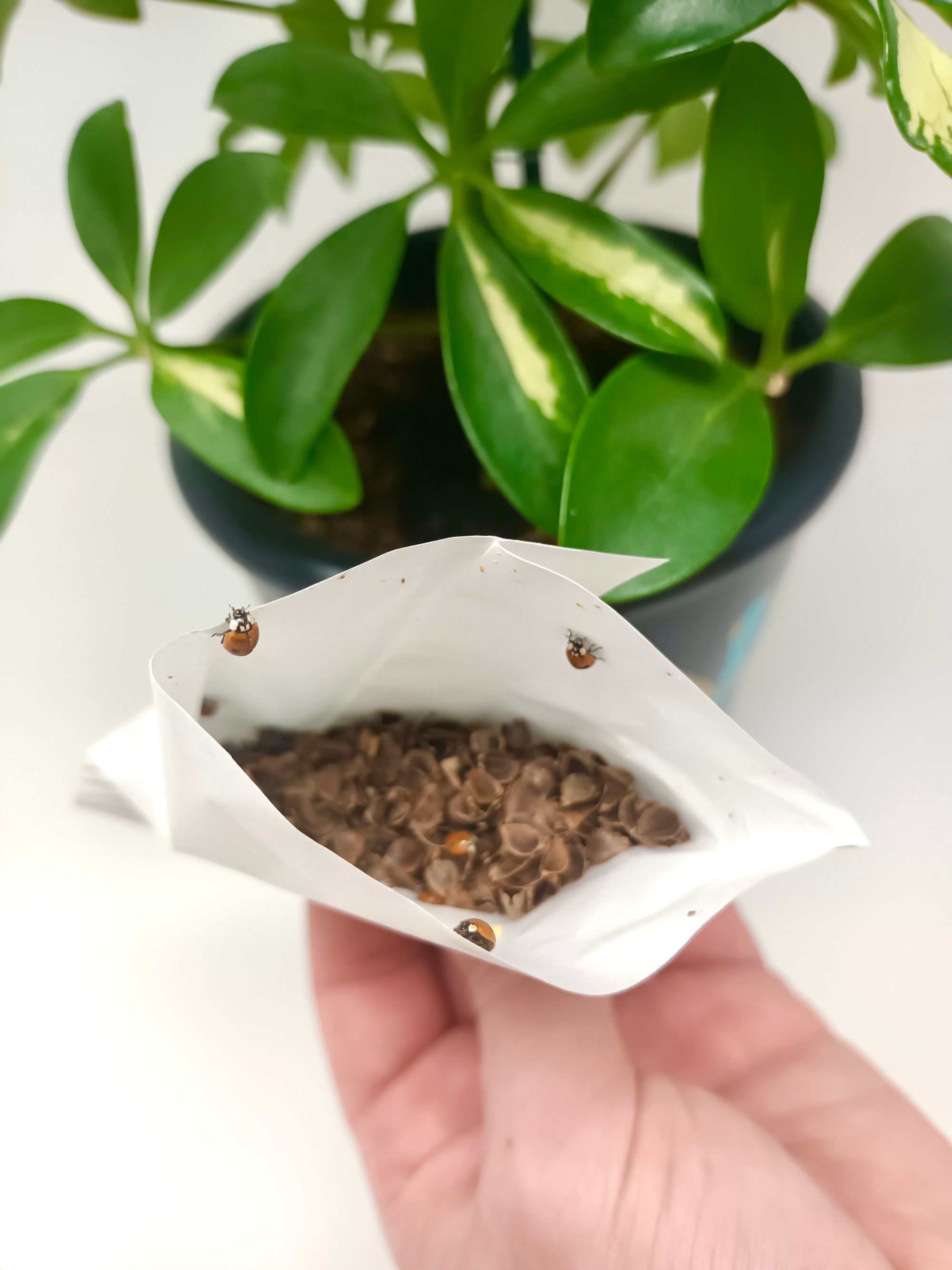 Ladybird Pupae - Adalia bipunctata