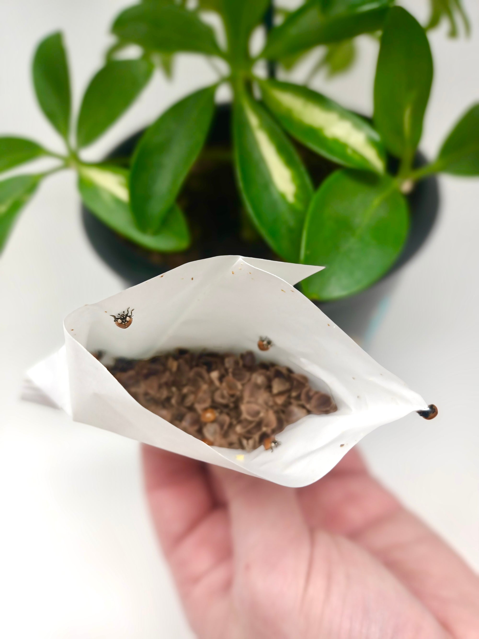 Ladybird Pupae - Adalia bipunctata