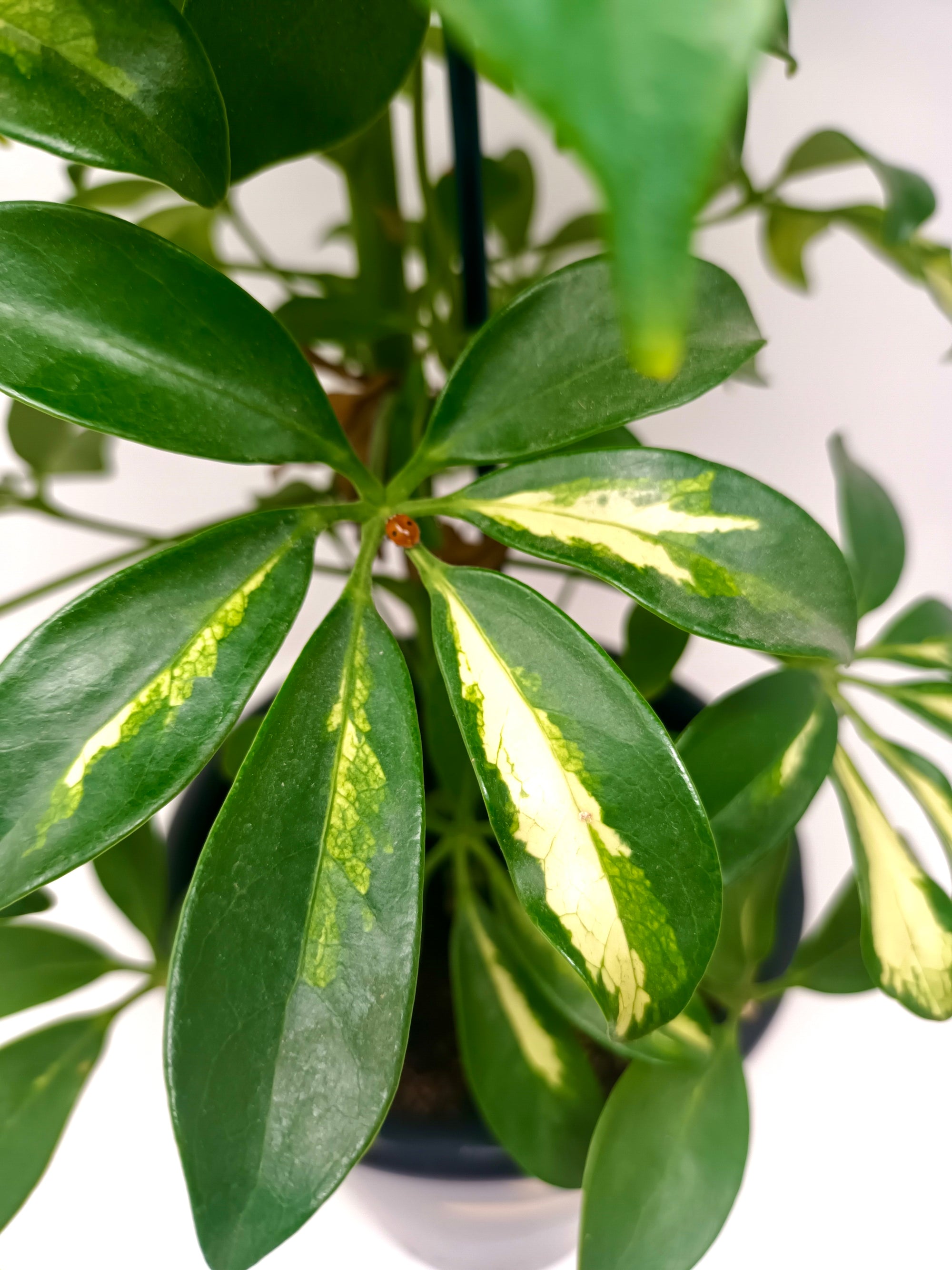 Ladybird Pupae - Adalia bipunctata
