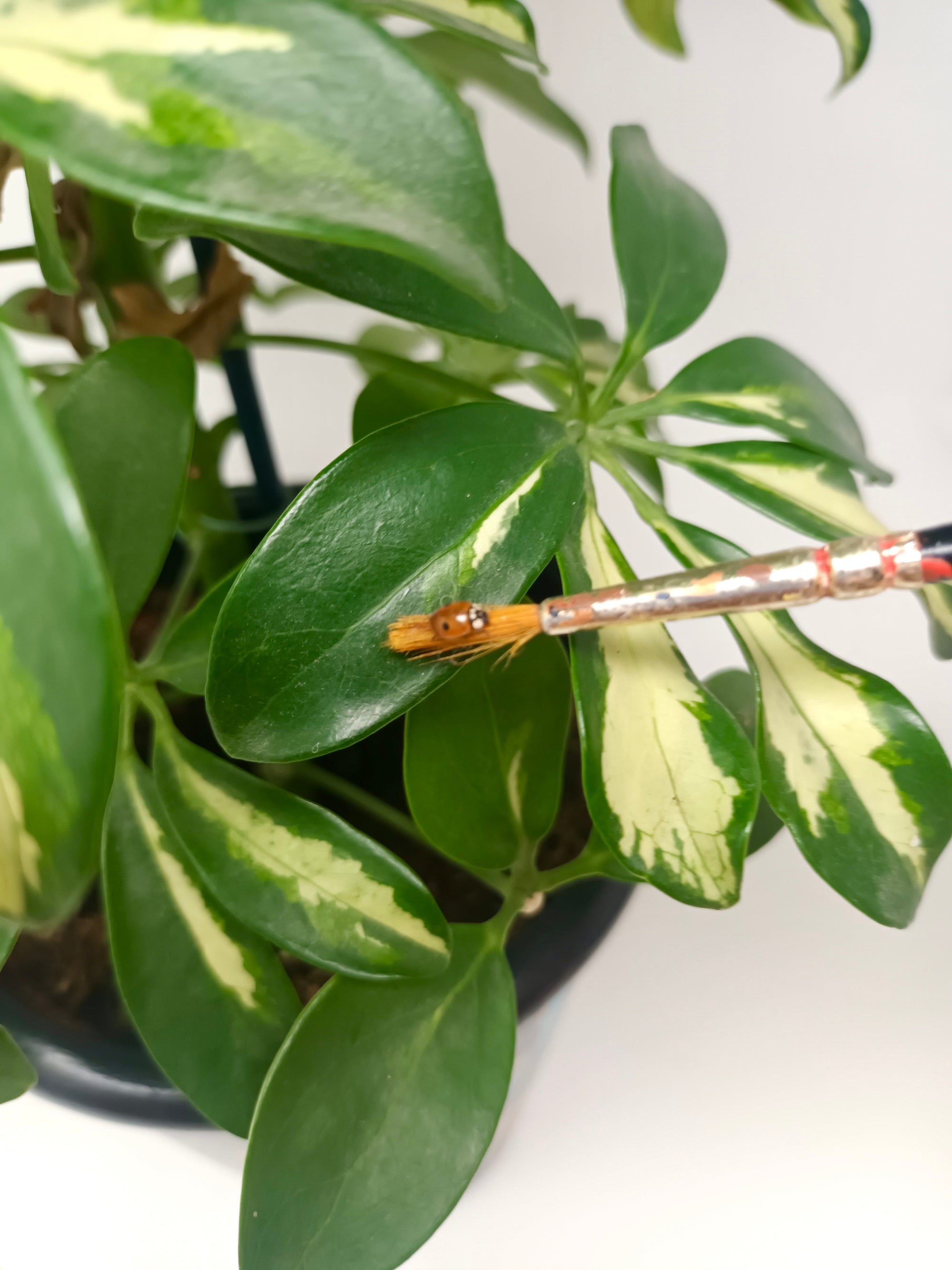 Ladybird Pupae - Adalia bipunctata