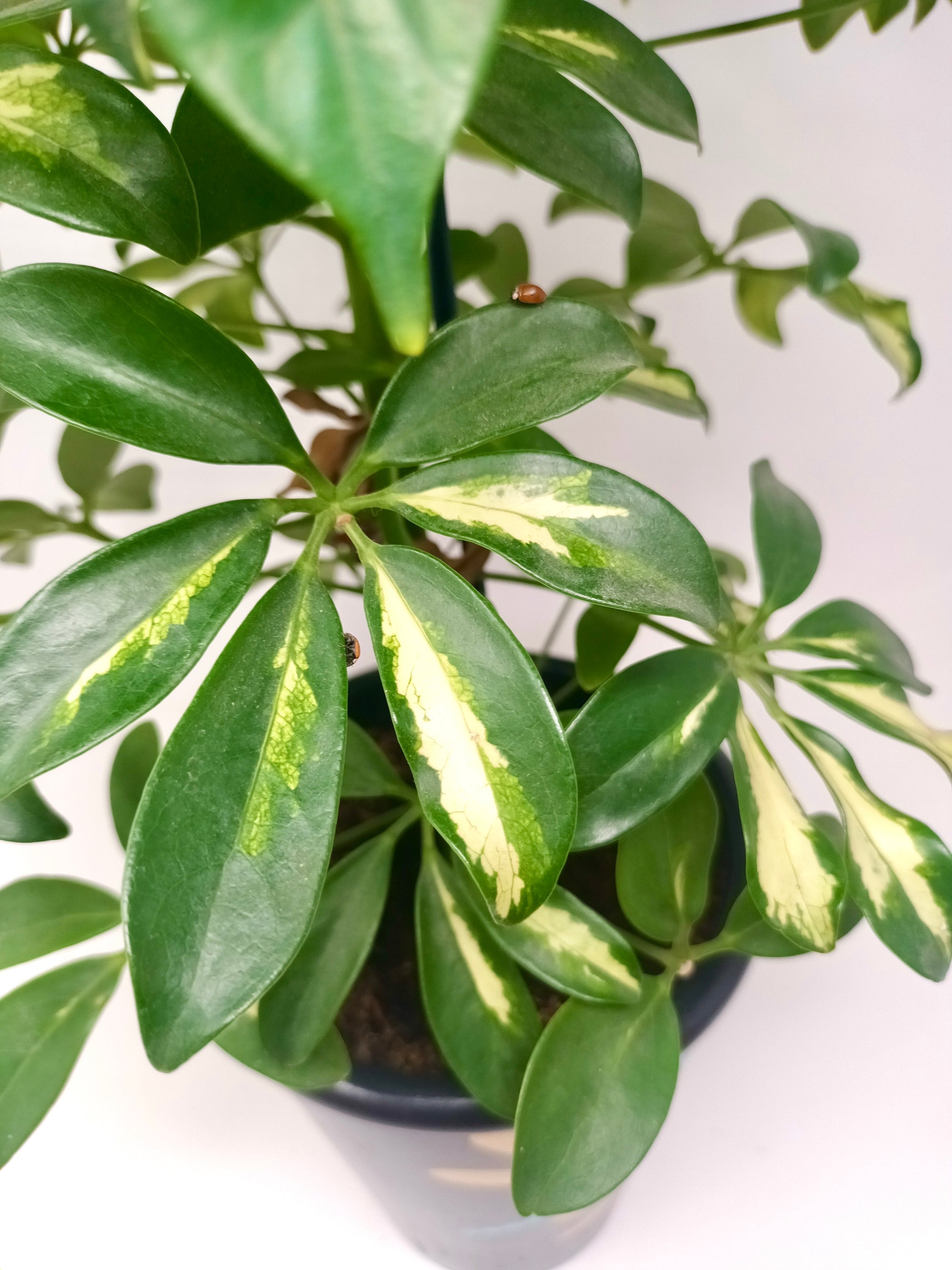 Ladybird Pupae - Adalia bipunctata