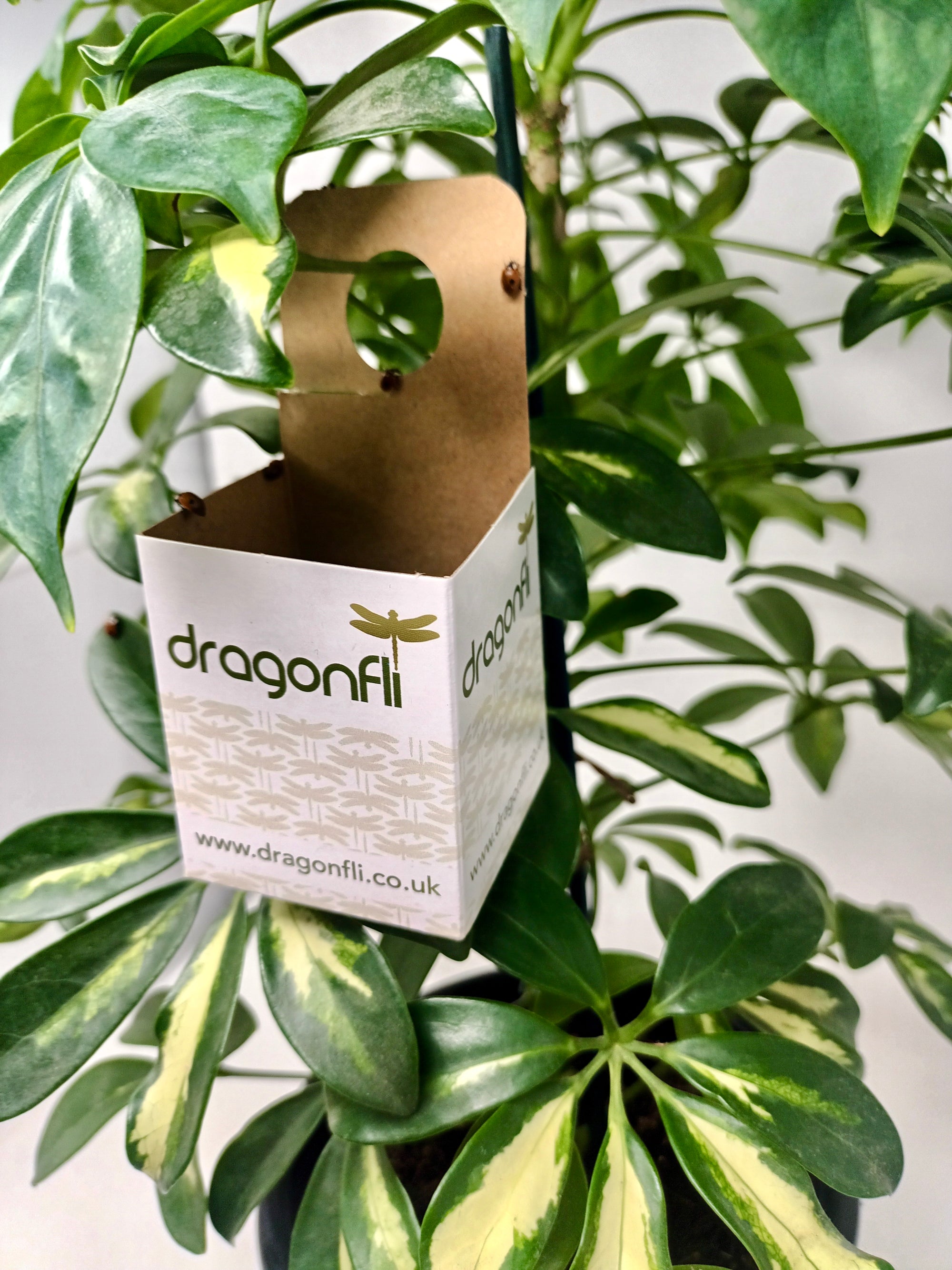 Ladybird Pupae - Adalia bipunctata