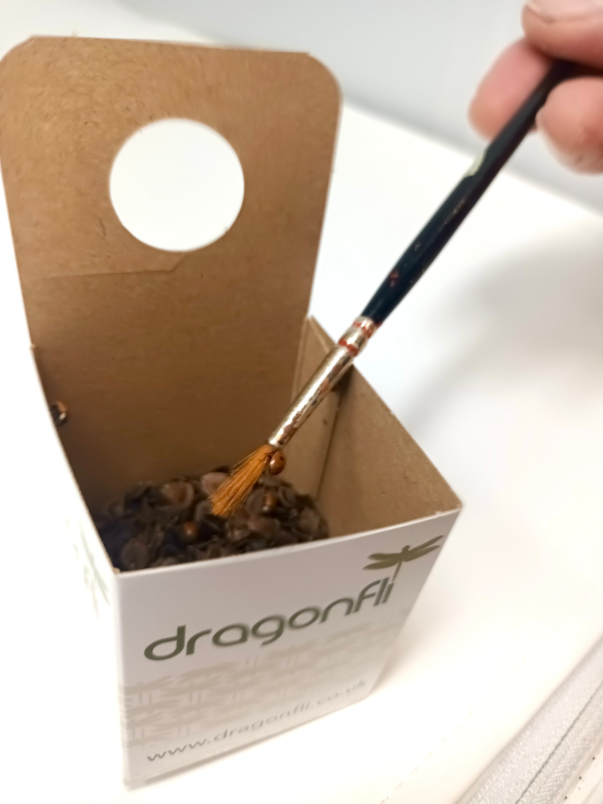 Ladybird Pupae - Adalia bipunctata