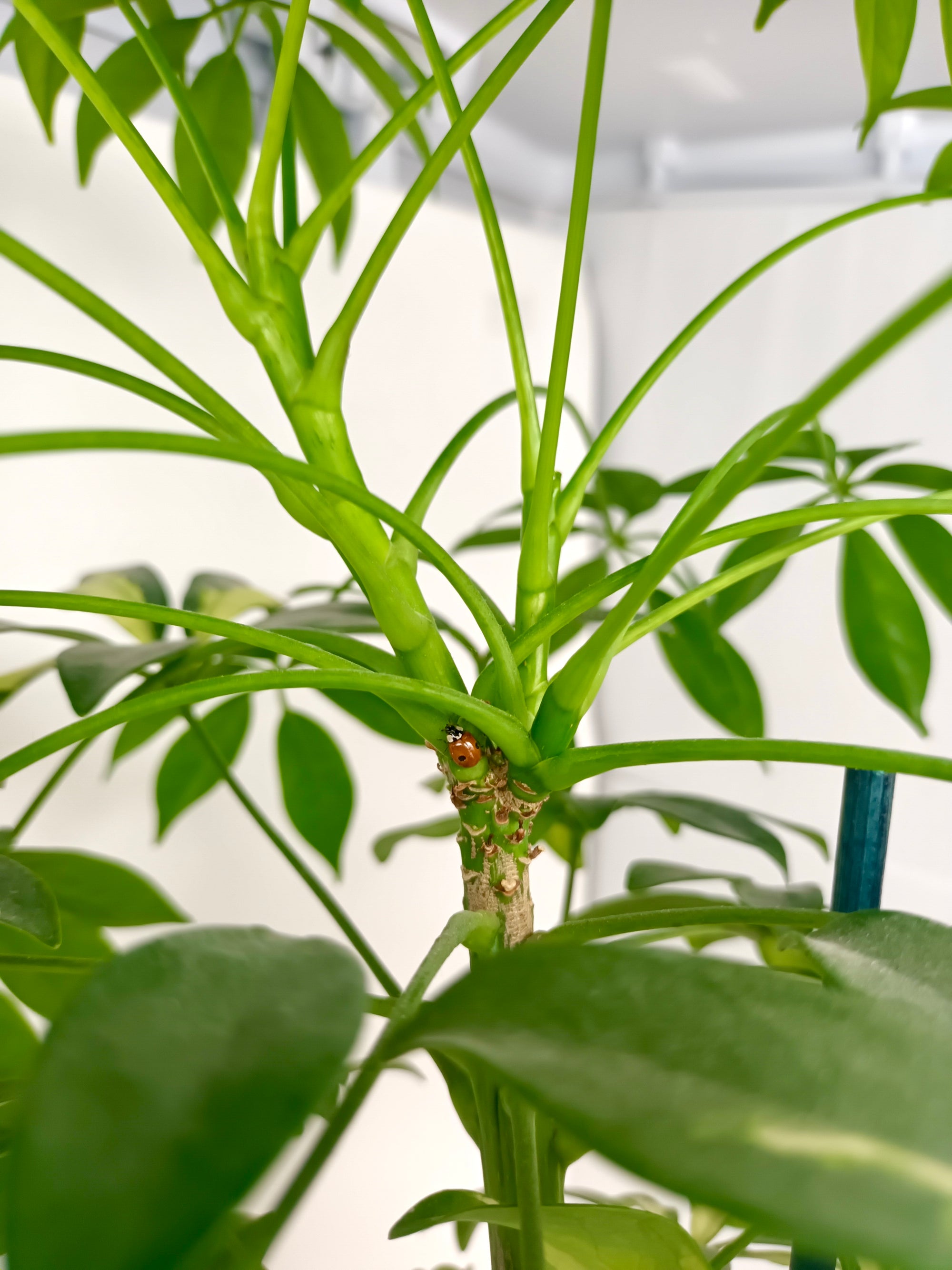 Ladybird Pupae - Adalia bipunctata