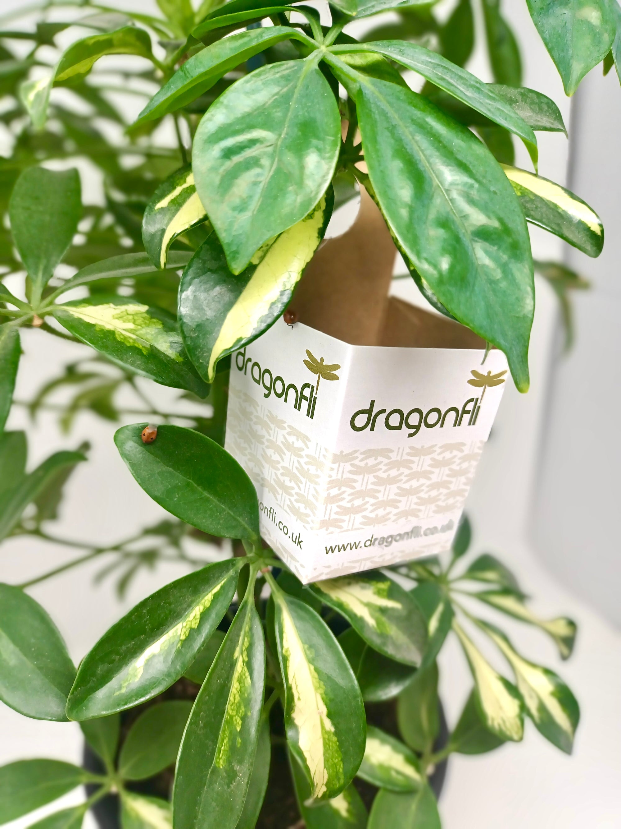 Ladybird Pupae - Adalia bipunctata