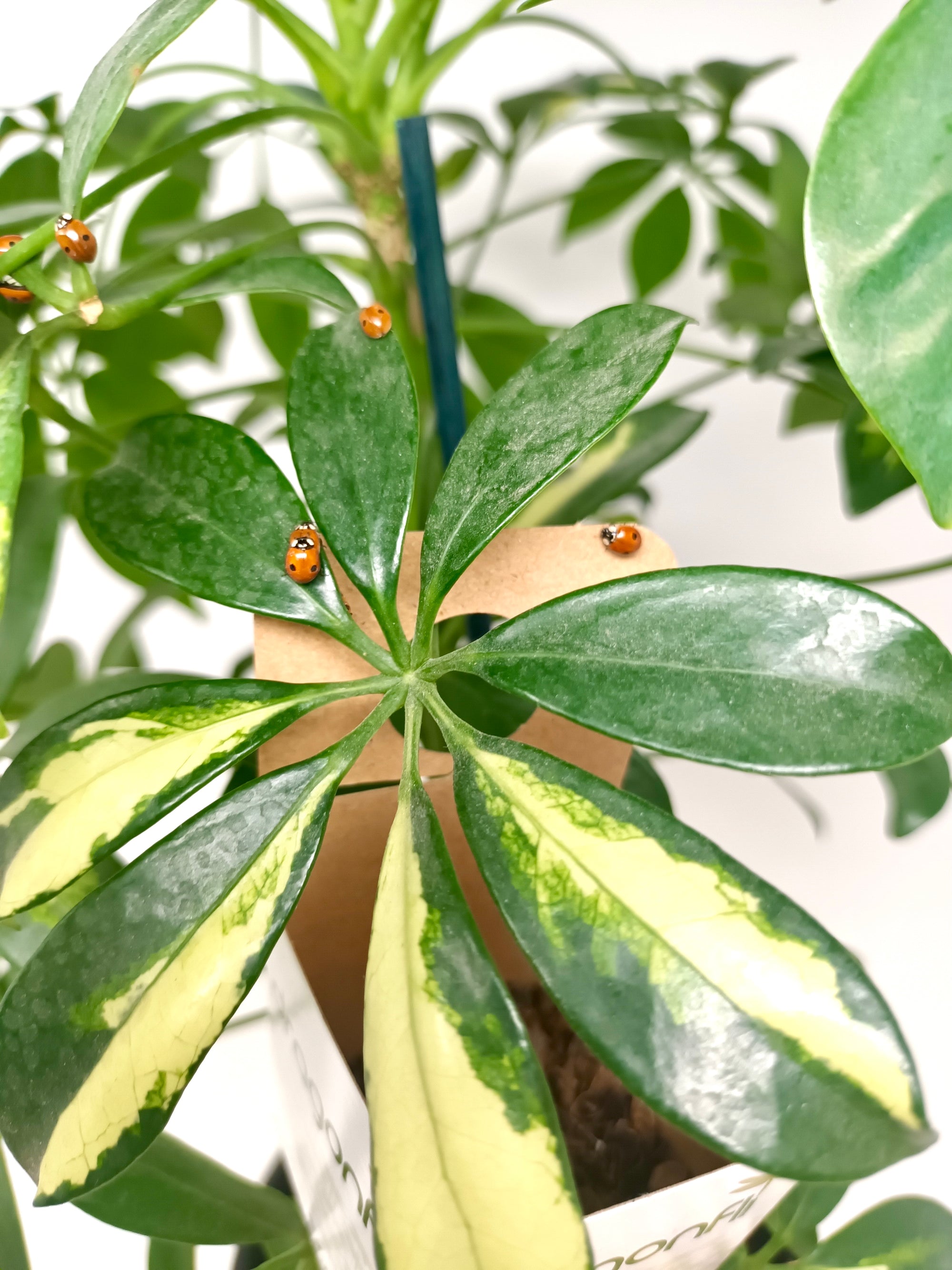 Ladybird Pupae - Adalia bipunctata