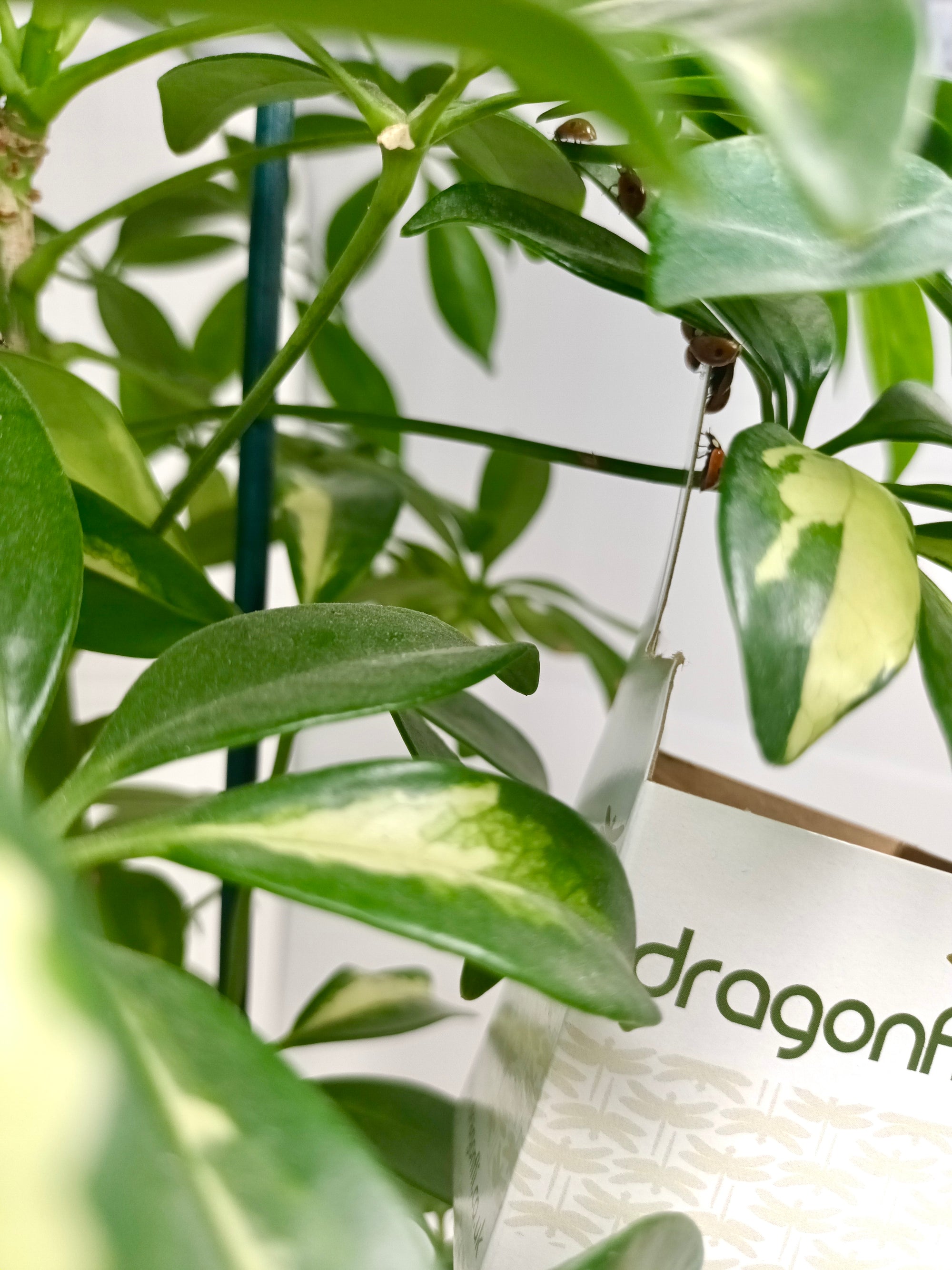 Ladybird Pupae - Adalia bipunctata