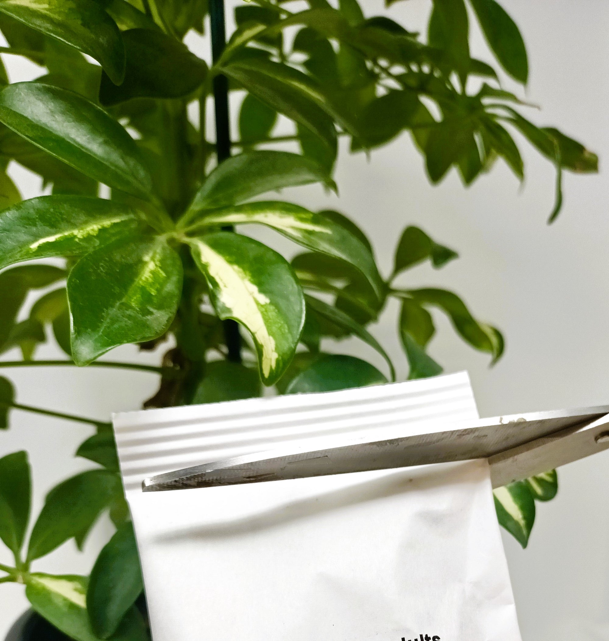 Ladybird Pupae - Adalia bipunctata