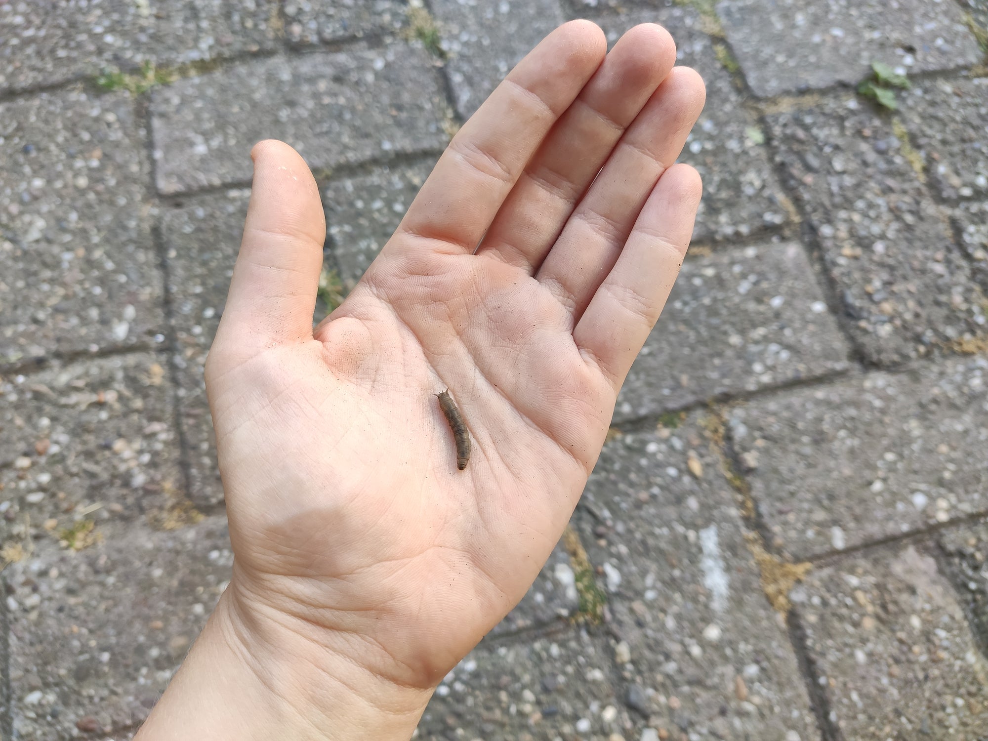 Small Garden Leatherjacket Killer Nematodes