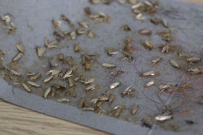 Dragonfli Crawling Insect Trap - Catch Ants, Cockroaches, Woodlice, Beetles, Silverfish & More - For Indoor Use