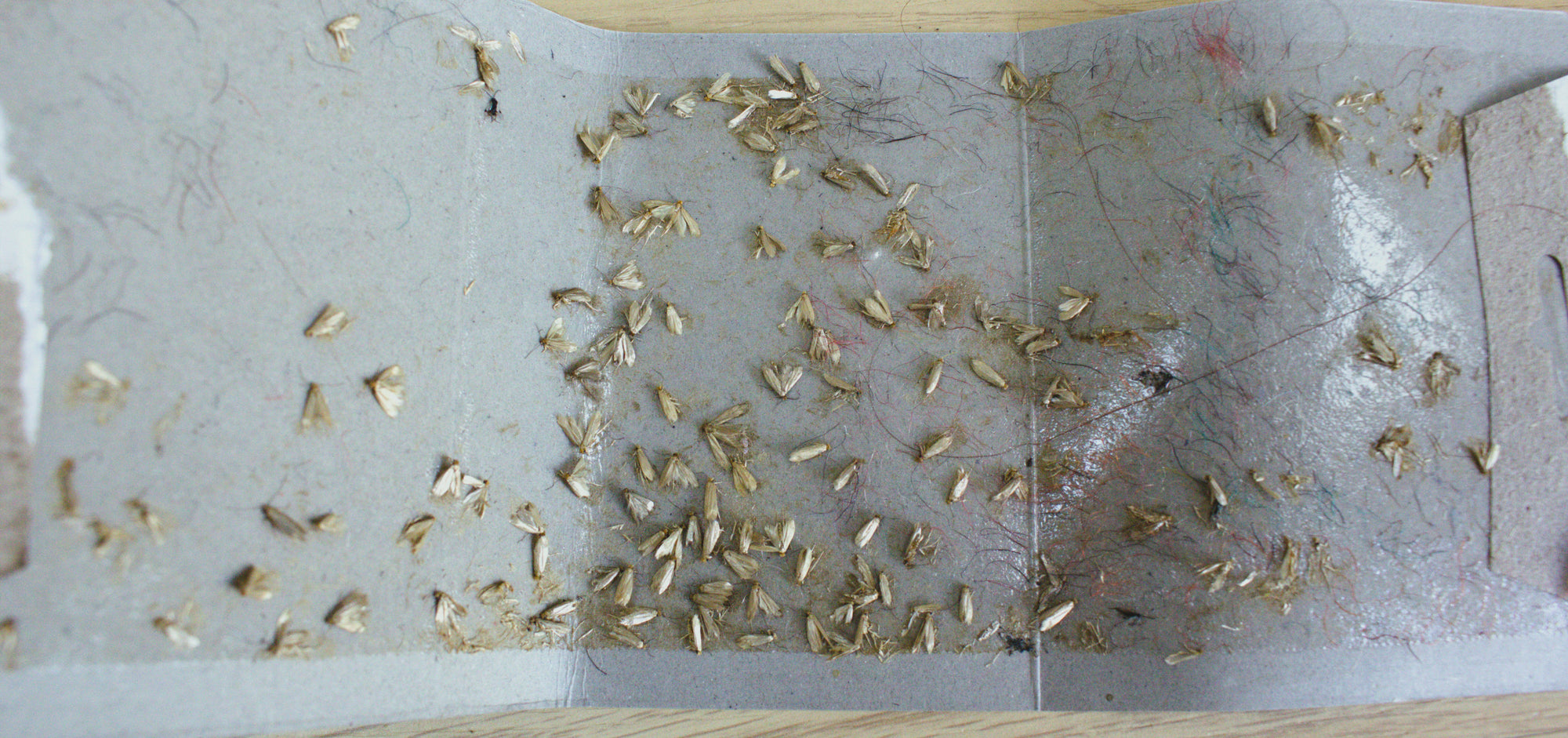 Dragonfli Crawling Insect Trap - Catch Ants, Cockroaches, Woodlice, Beetles, Silverfish & More - For Indoor Use