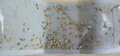 Dragonfli Crawling Insect Trap - Catch Ants, Cockroaches, Woodlice, Beetles, Silverfish & More - For Indoor Use