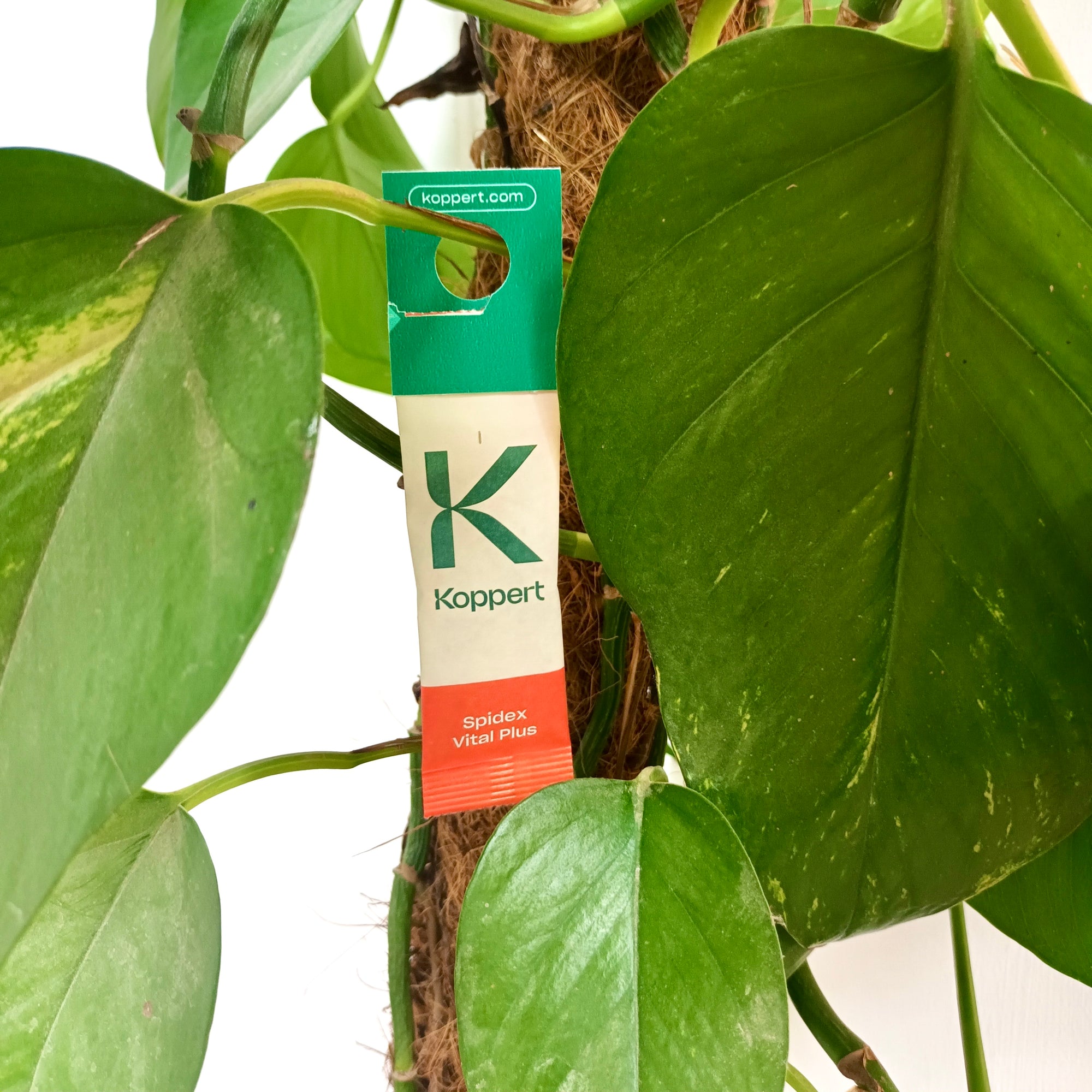 Spidex Vital Plus - Curative Spider Mite Control Sachets