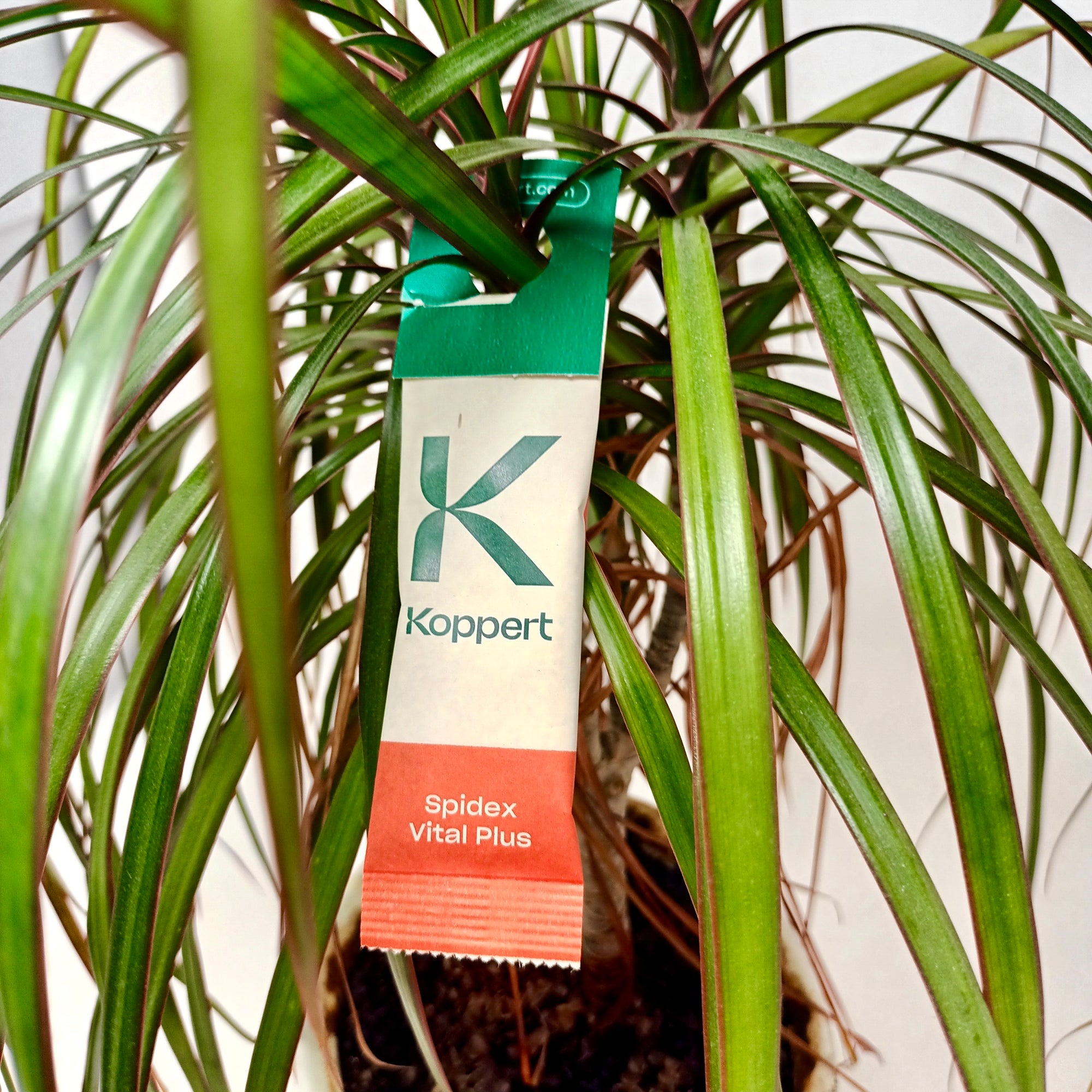 Spidex Vital Plus - Curative Spider Mite Control Sachets