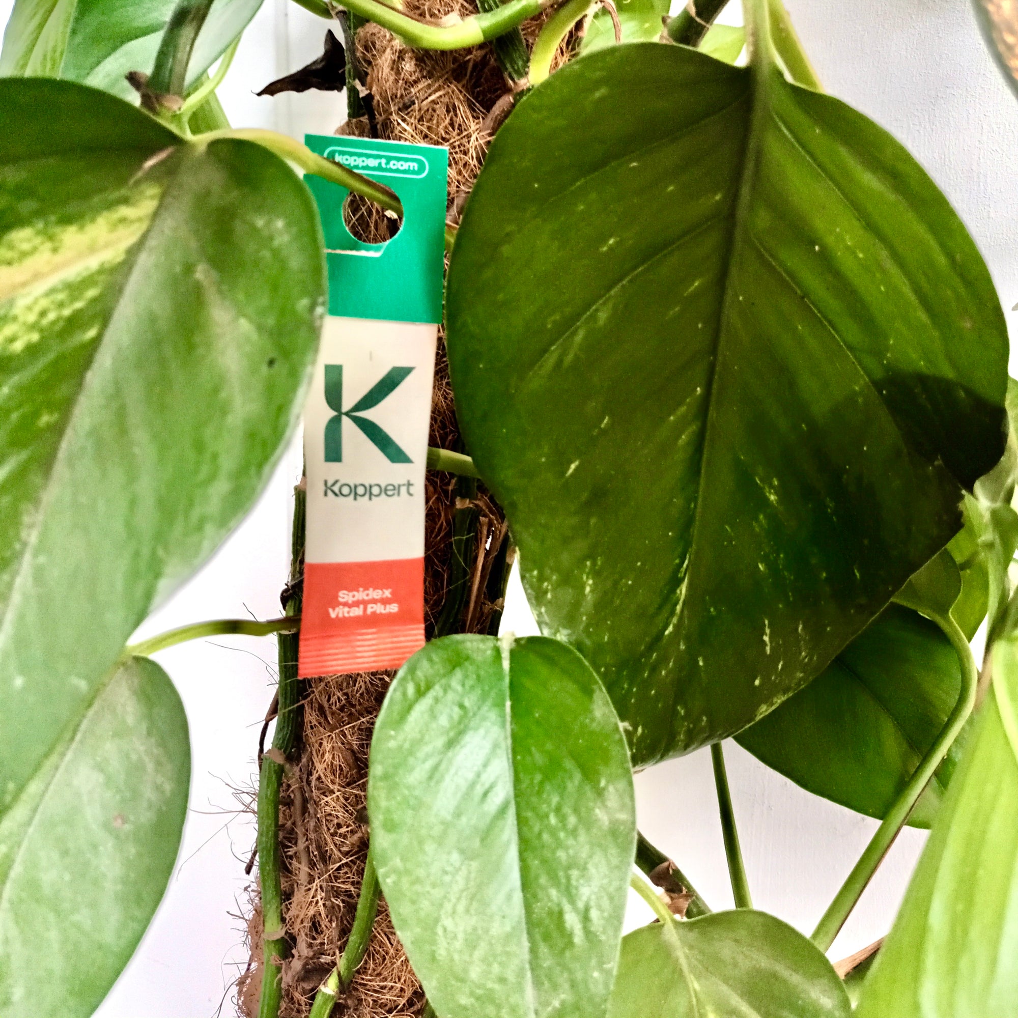 Spidex Vital Plus - Curative Spider Mite Control Sachets