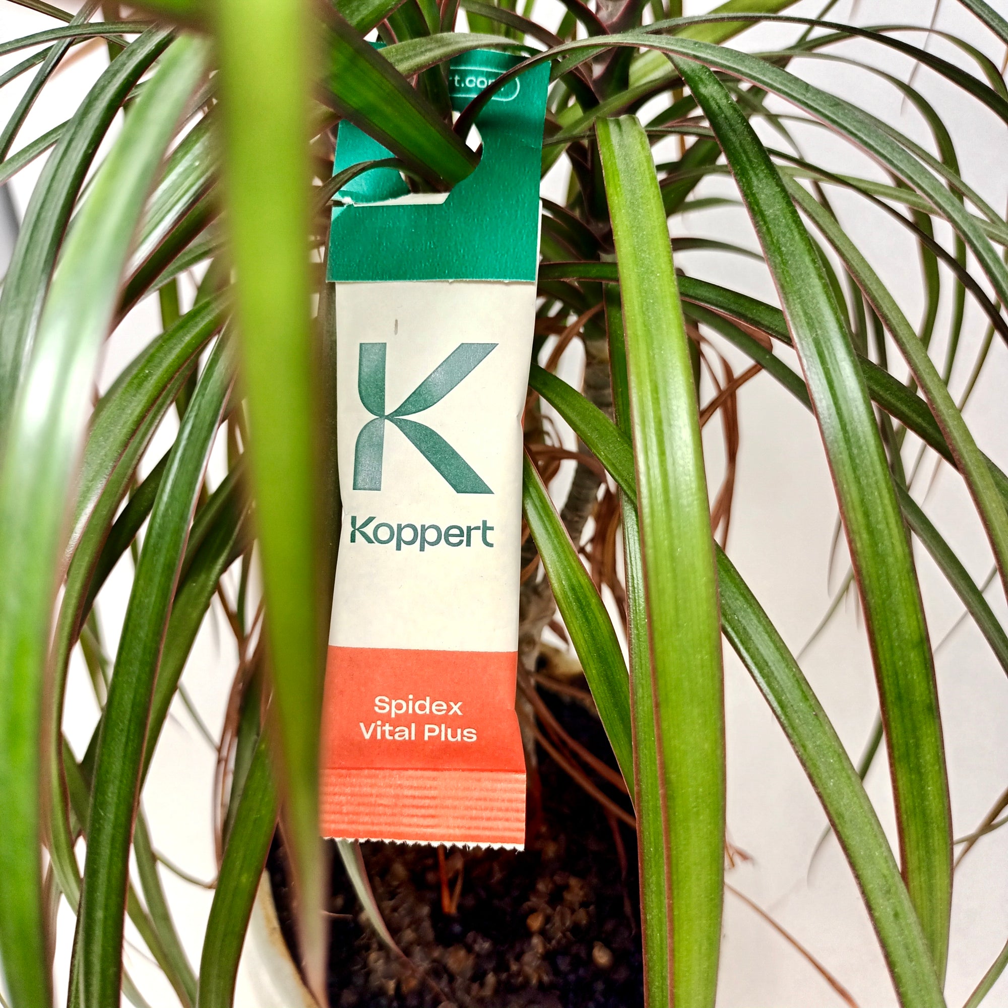 Spidex Vital Plus - Curative Spider Mite Control Sachets