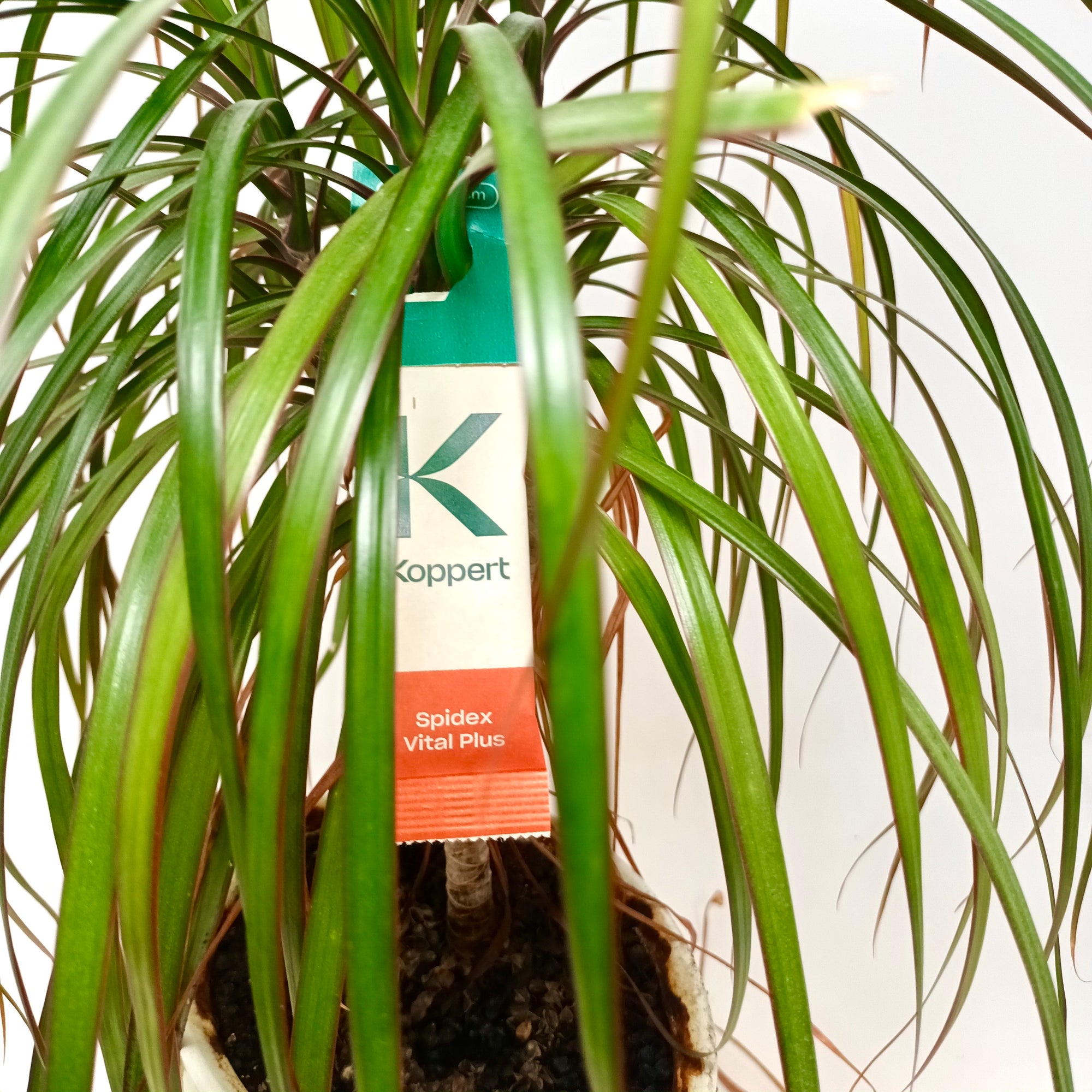 Spidex Vital Plus - Curative Spider Mite Control Sachets