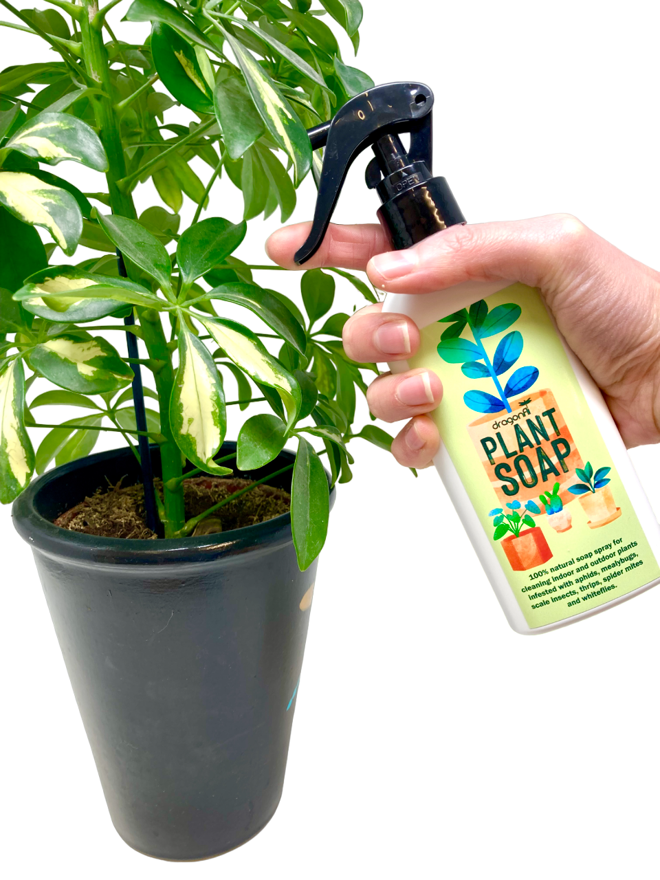 House Plant Care Bundle Fungus Fly Nematodes Sticky Traps House Plant Boost Plant Soap A Free House Plant Mister