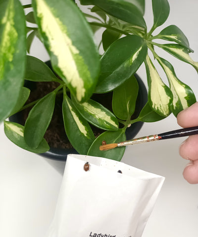 Adult Ladybirds - Adalia bipunctata (Supplied As Pupae)