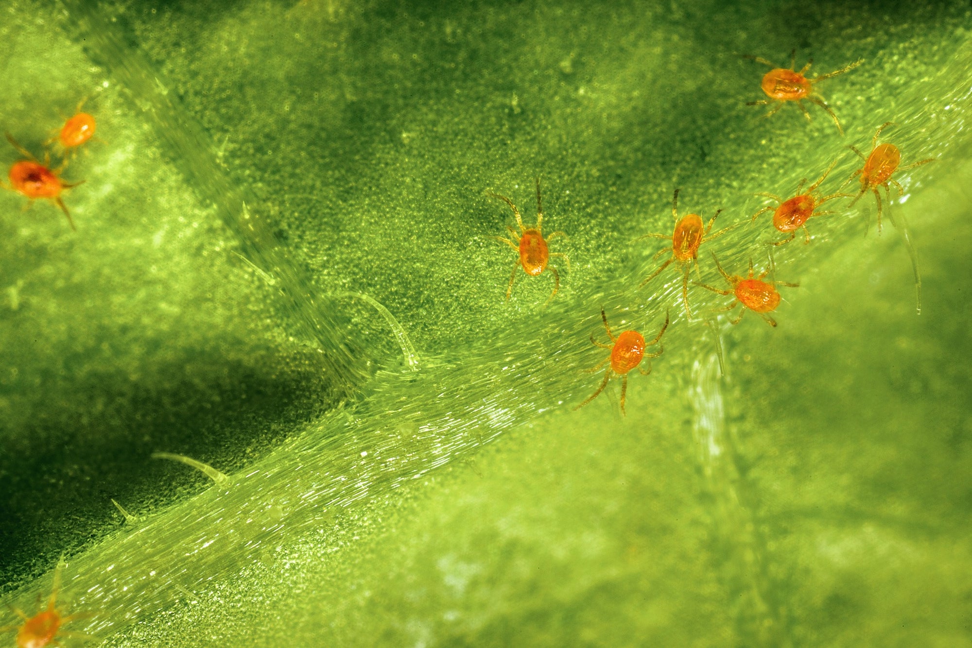 Spidex Vital Plus - Curative Spider Mite Control Sachets