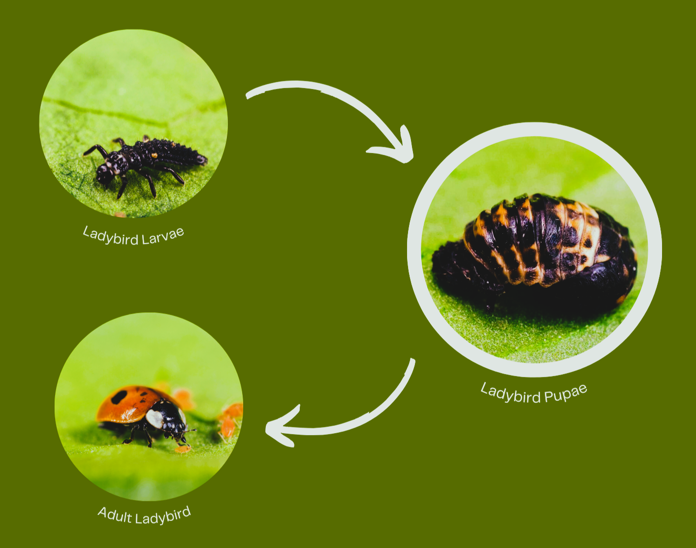Ladybird Family Bundle: 25 Ladybird Adults (Supplied As Pupae) & 100 Ladybird Larvae