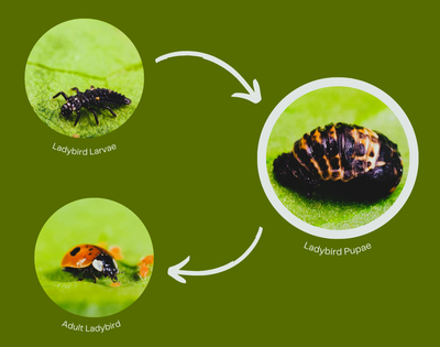 Ladybird Family Bundle - 25 Ladybird Adults (Supplied As Pupae) & 100 Ladybird Larvae