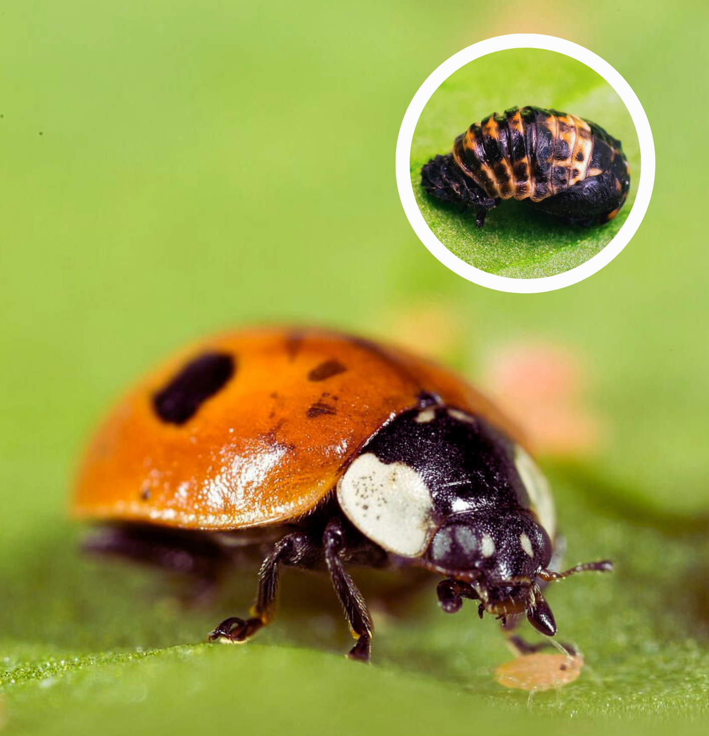 Dragonfli Live Ladybird Lodge