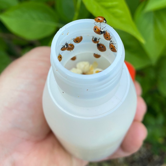 Ladybird Adults - Adalia bipunctata