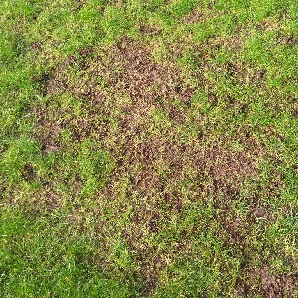 Lawn Grub Repair Boost