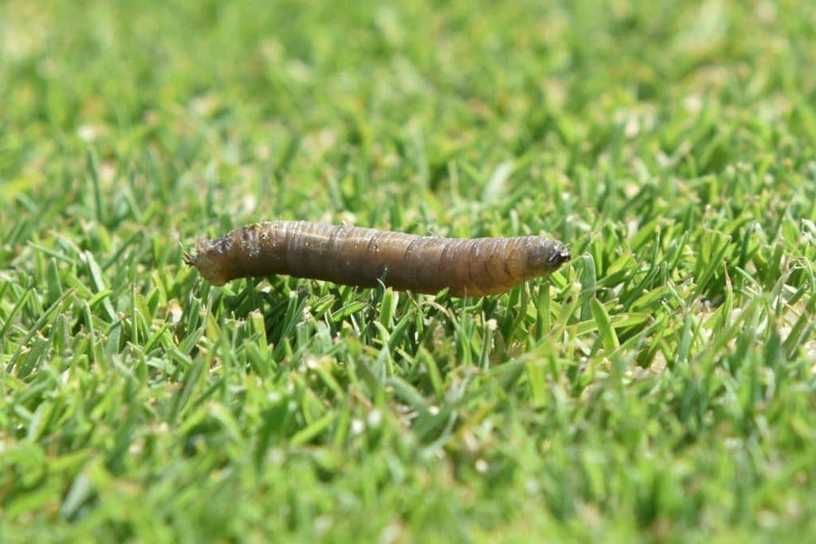 Leatherjacket Killer Nematodes